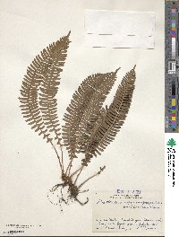 Spicantopsis amabilis image