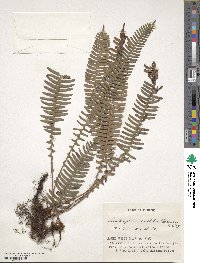 Spicantopsis amabilis image