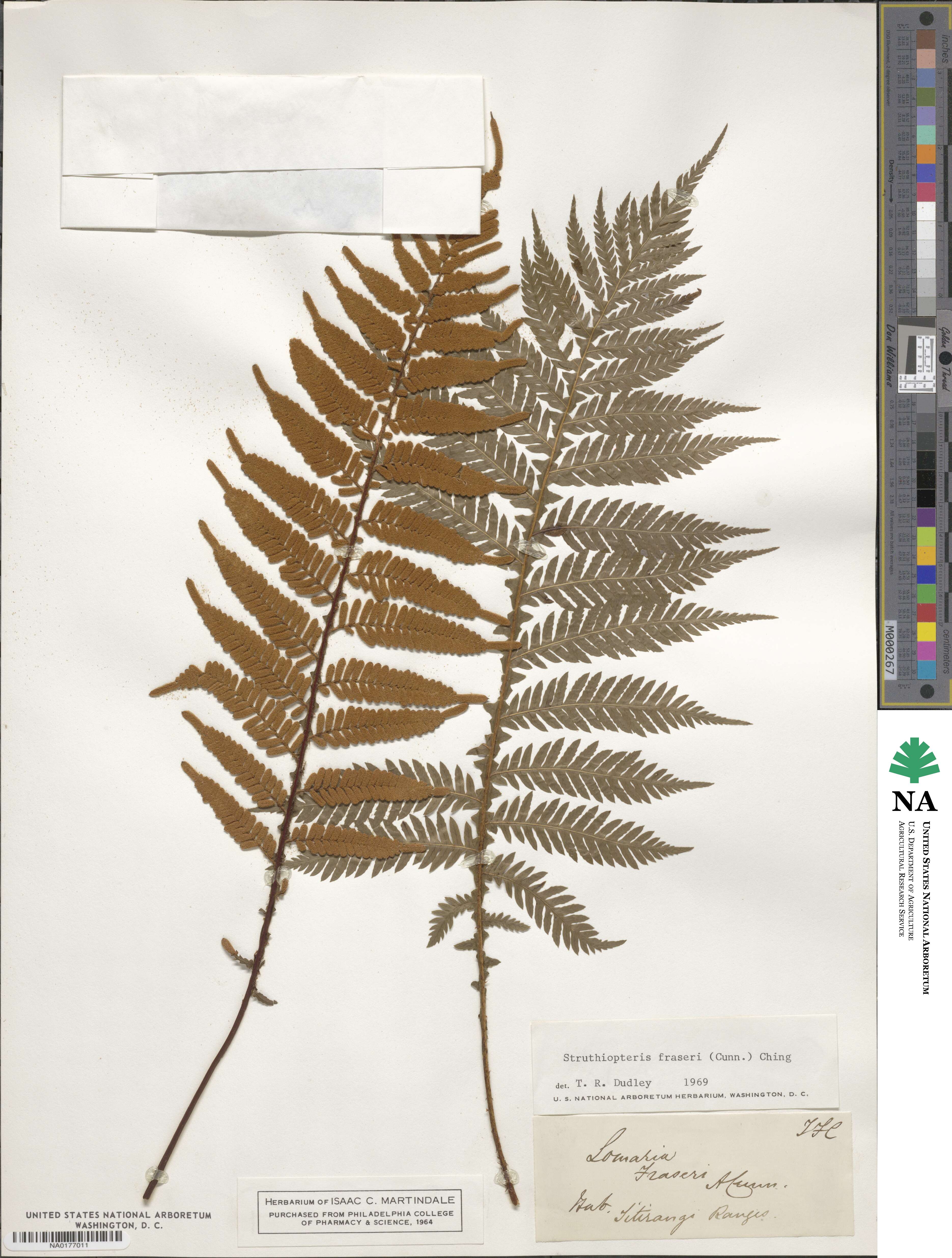 Diploblechnum fraseri image