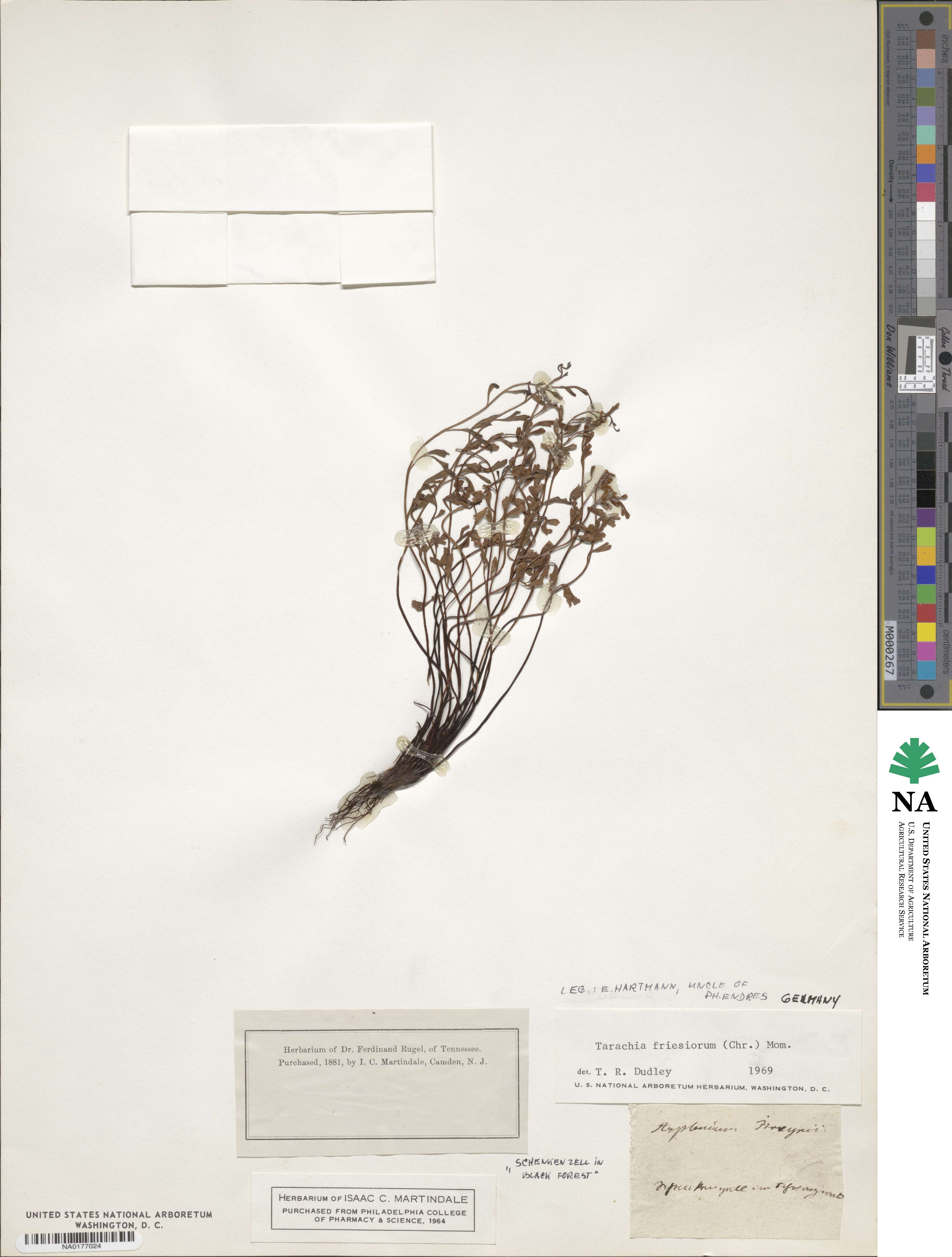Asplenium gueinzianum image
