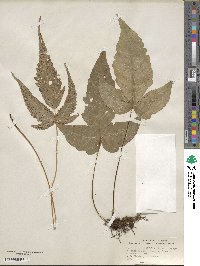 Tectaria heracleifolia image