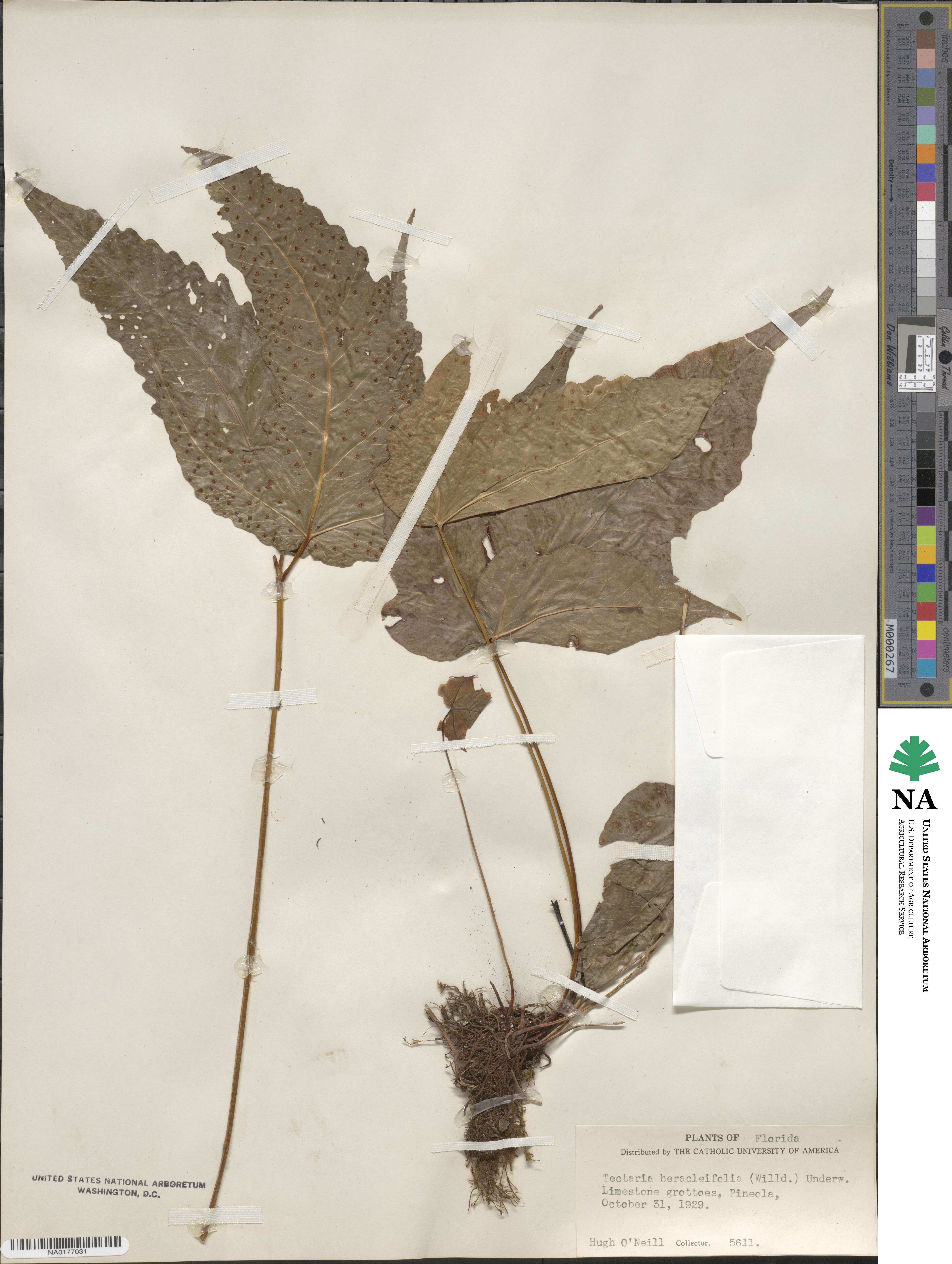 Tectaria heracleifolia image