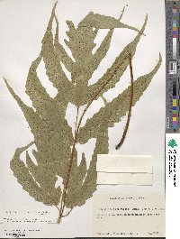 Tectaria heracleifolia image