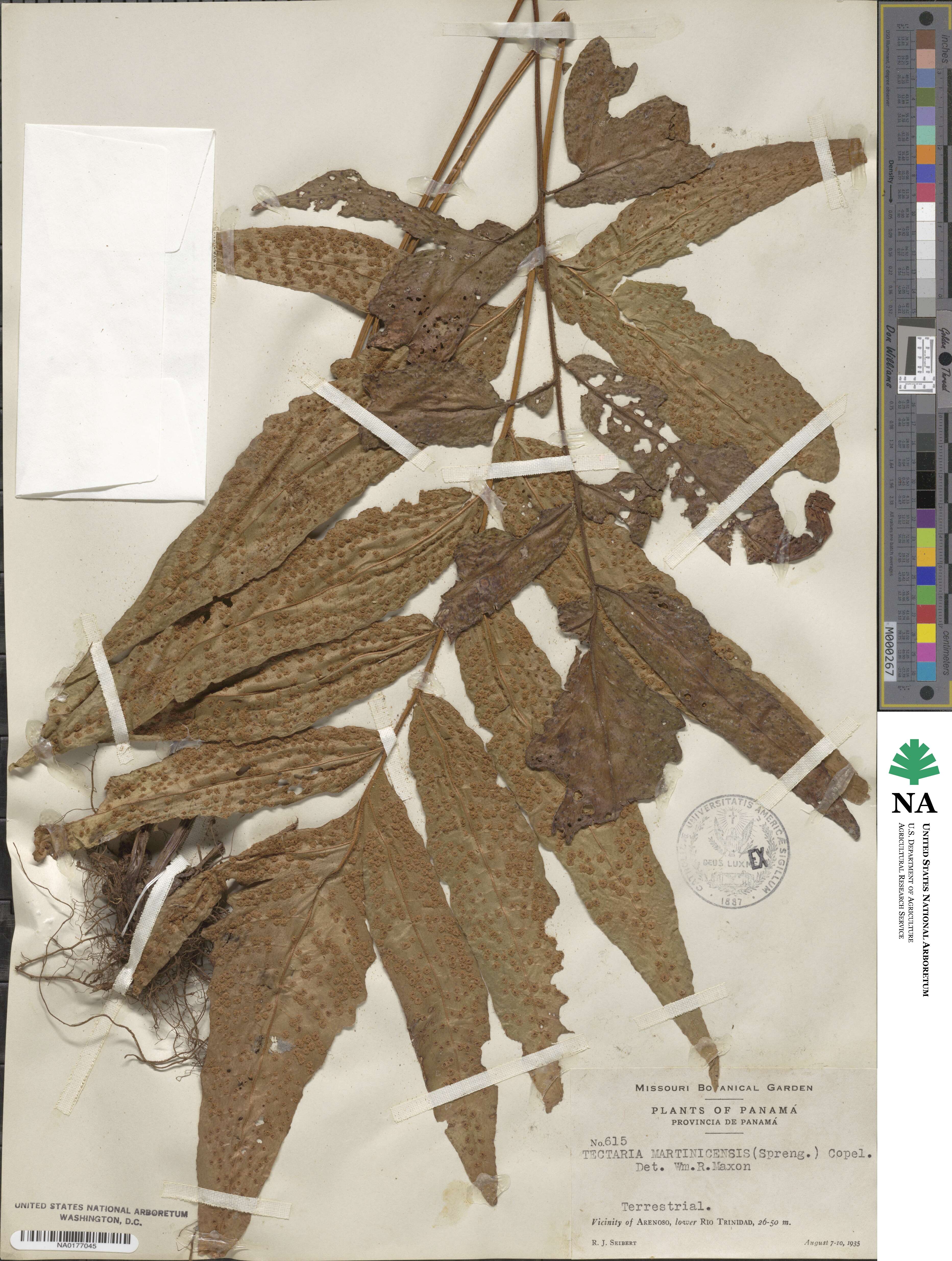 Tectaria incisa image