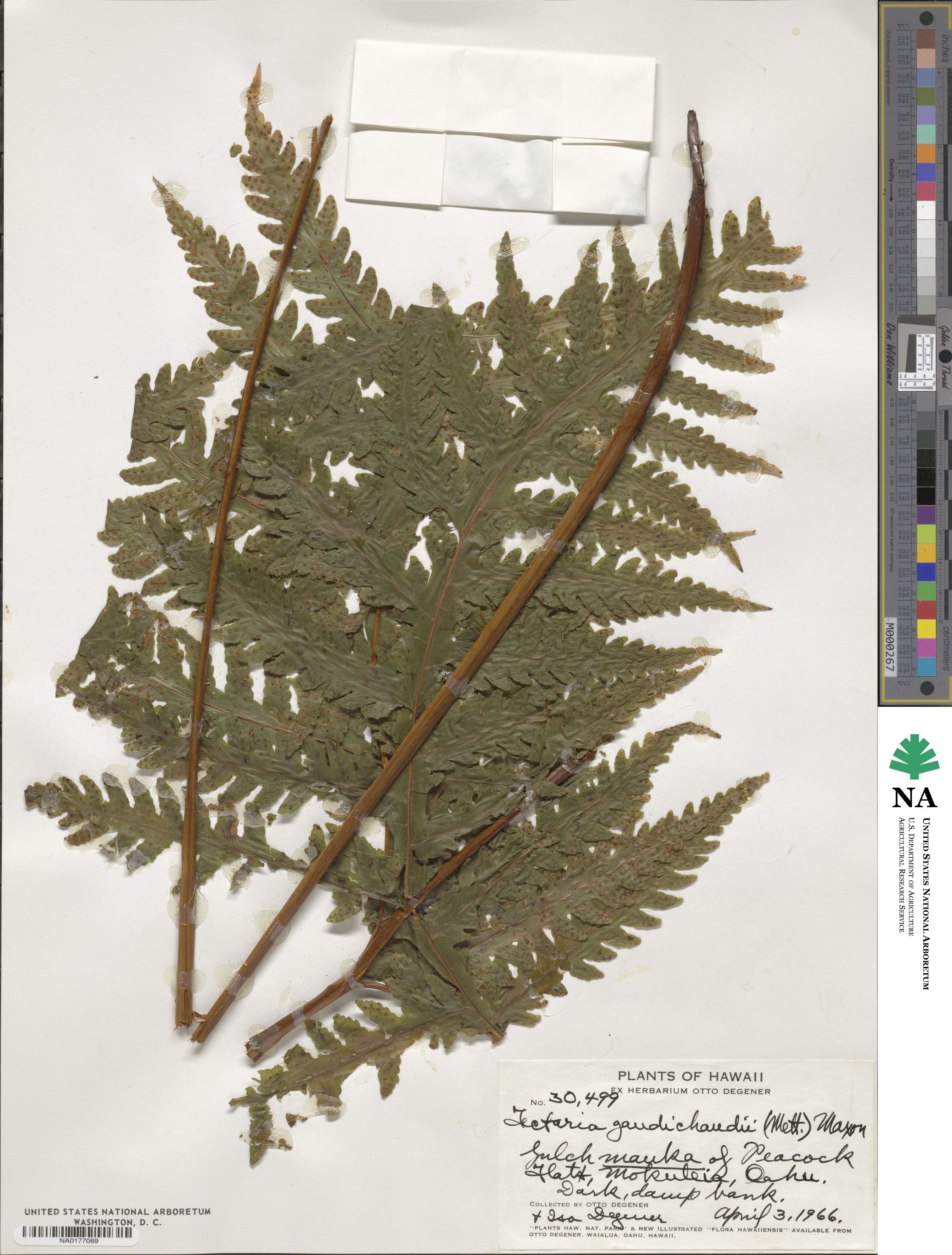 Tectaria gaudichaudii image