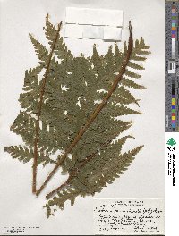 Tectaria gaudichaudii image