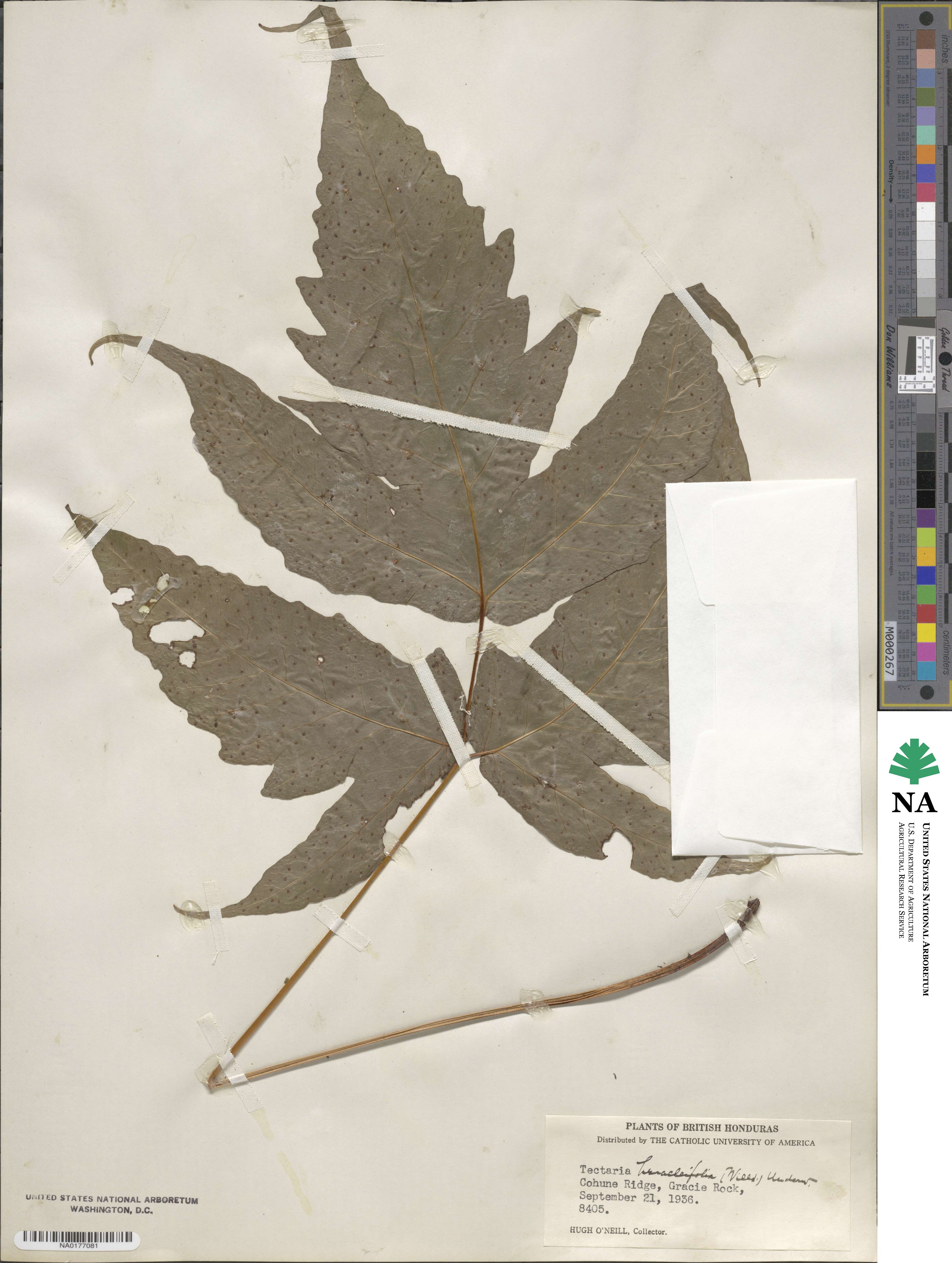 Tectaria heracleifolia image
