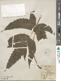 Tectaria heracleifolia image