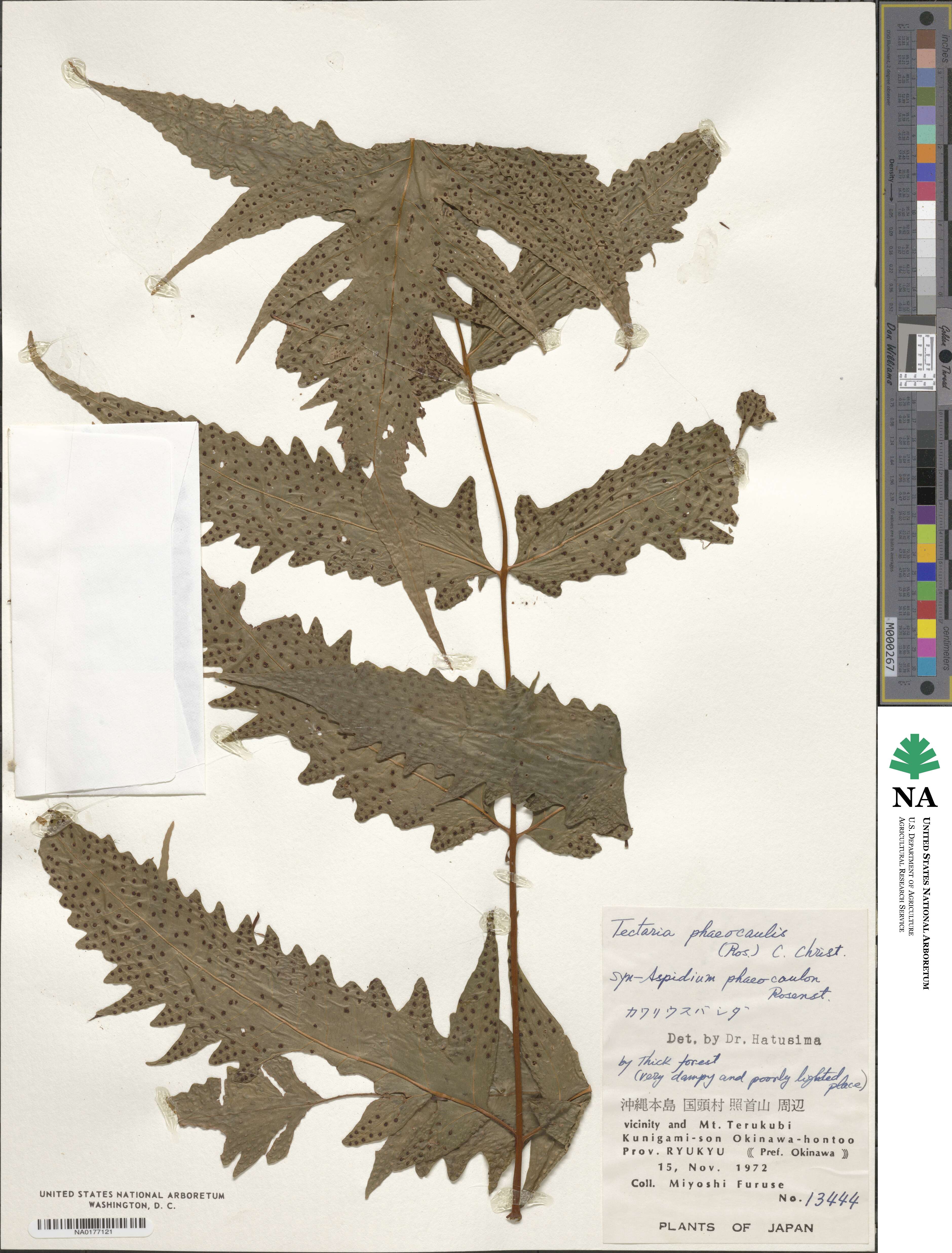 Tectaria phaeocaulis image