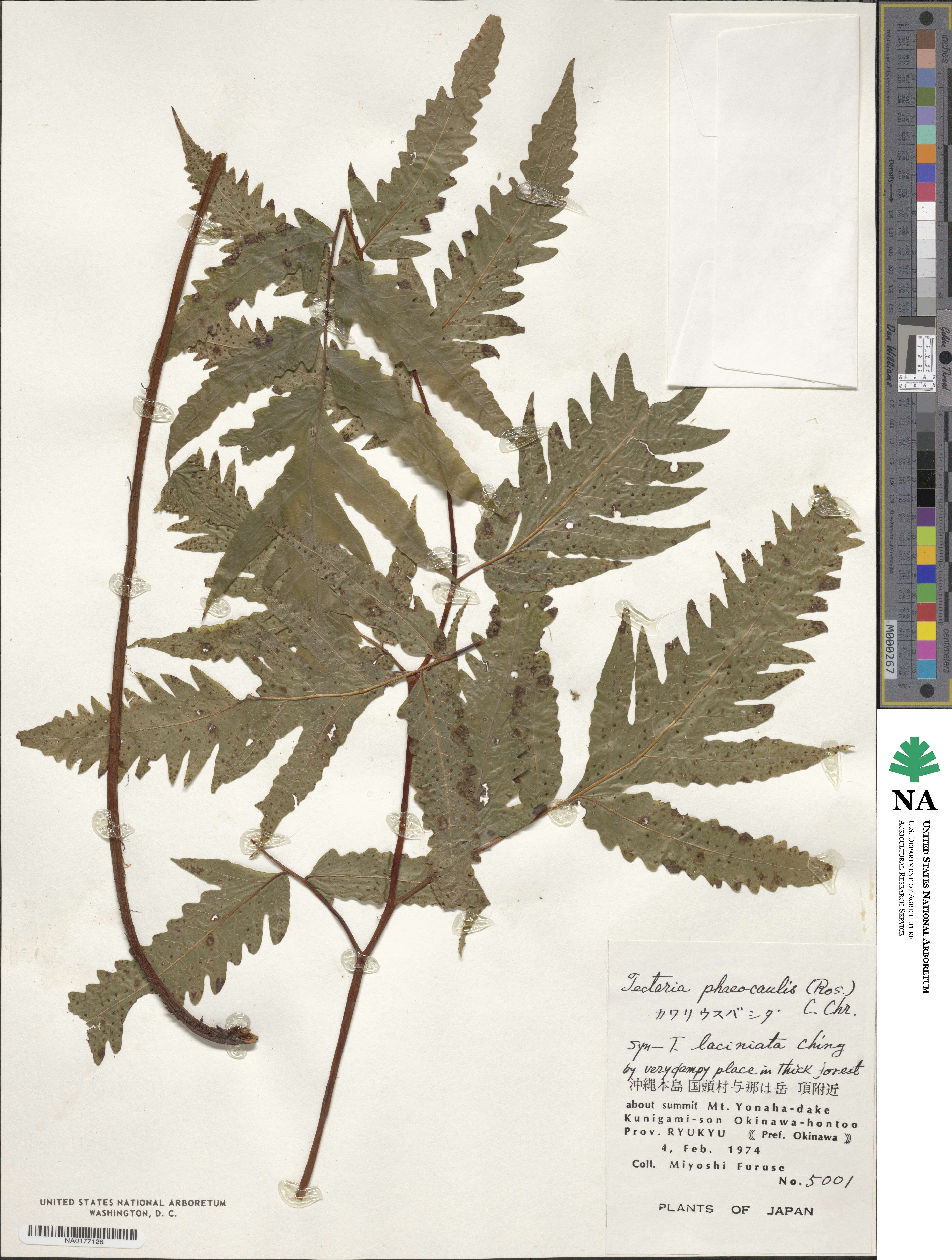 Tectaria phaeocaulis image
