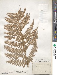 Dryopteris arguta image