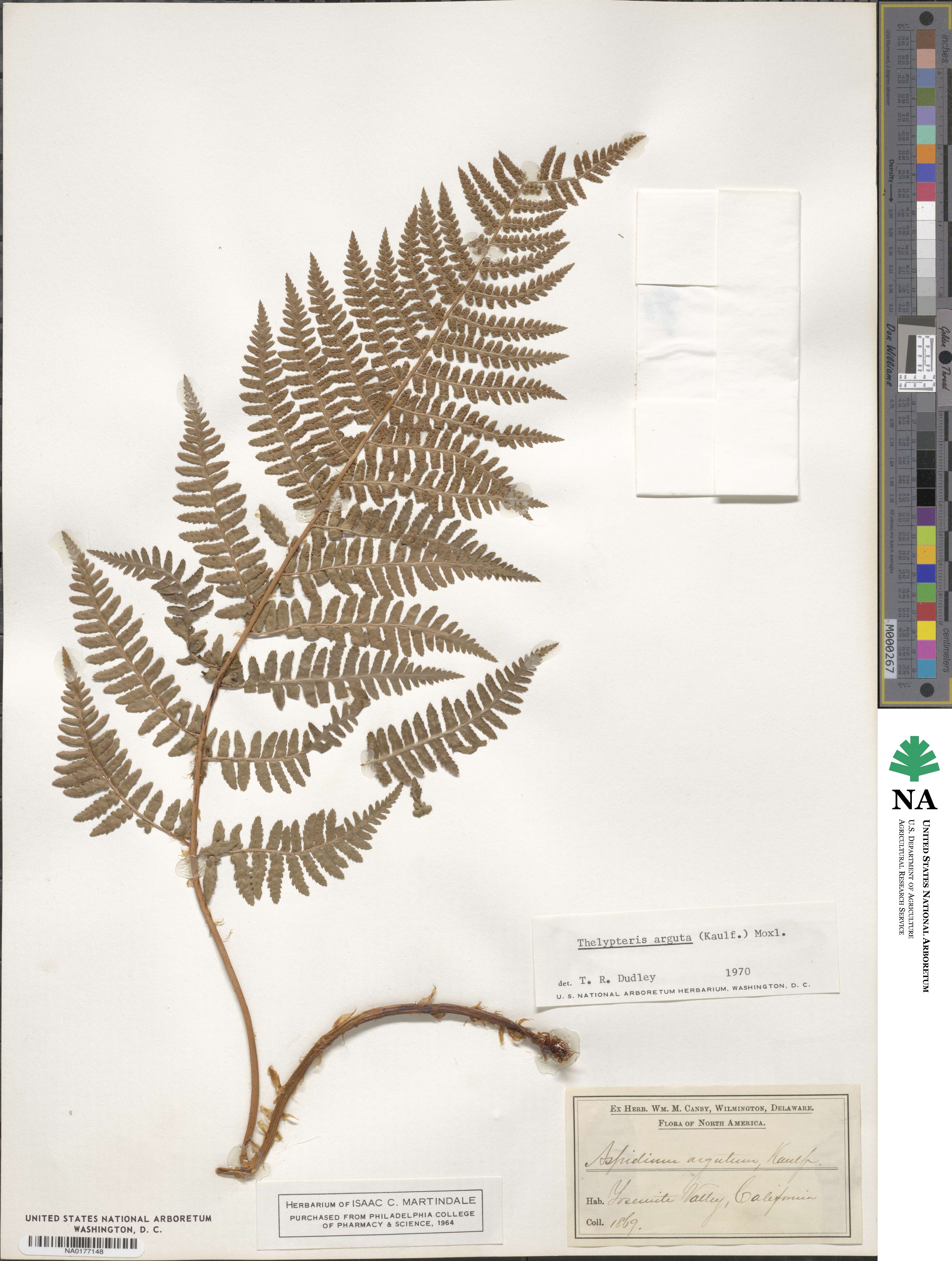 Dryopteris arguta image