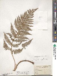 Dryopteris arguta image