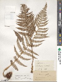 Dryopteris arguta image