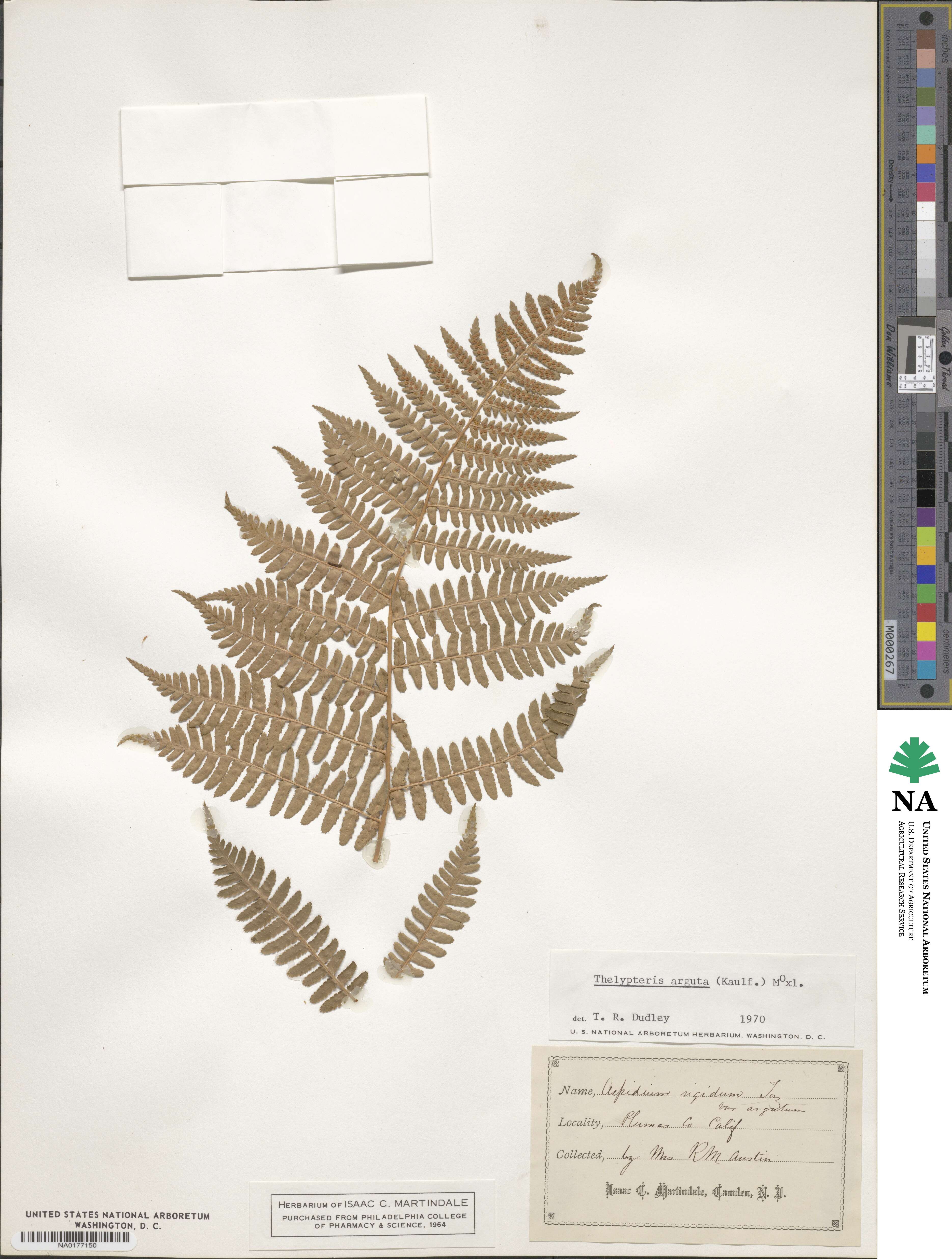 Dryopteris arguta image