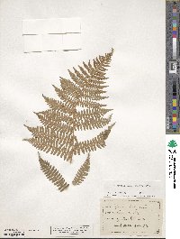 Dryopteris arguta image