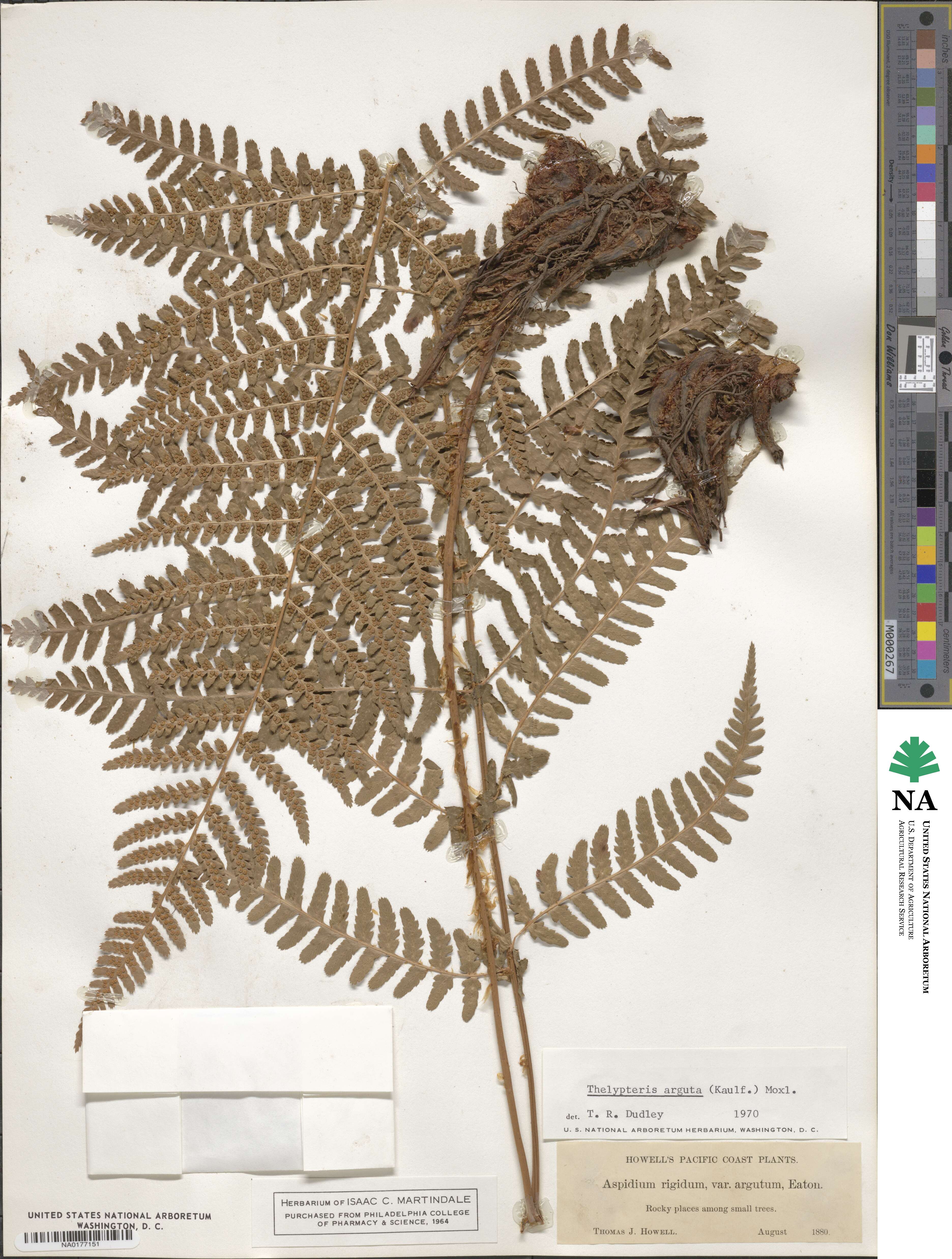 Dryopteris arguta image