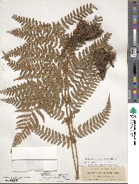 Dryopteris arguta image