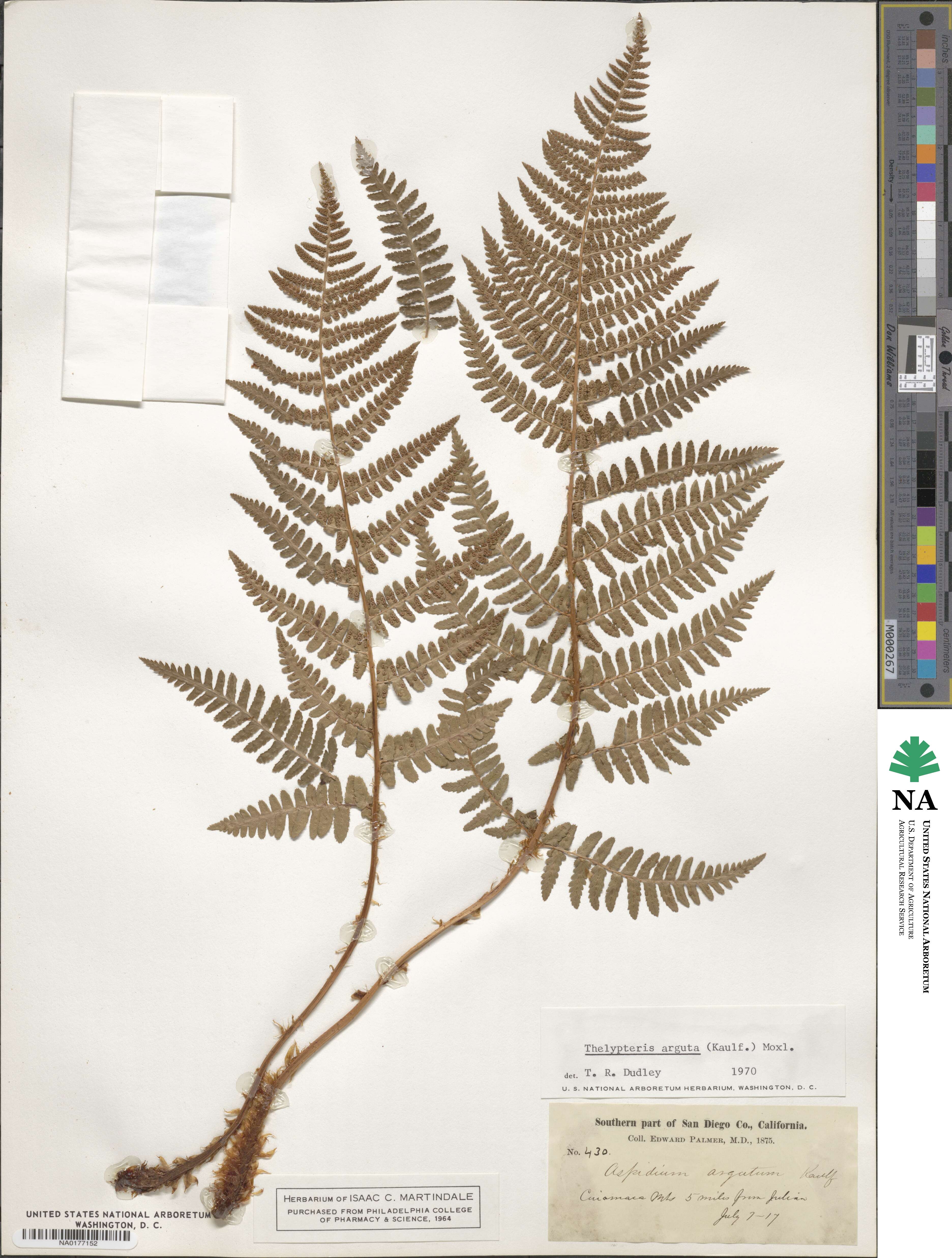 Dryopteris arguta image