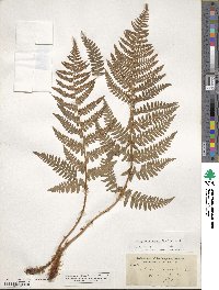 Dryopteris arguta image