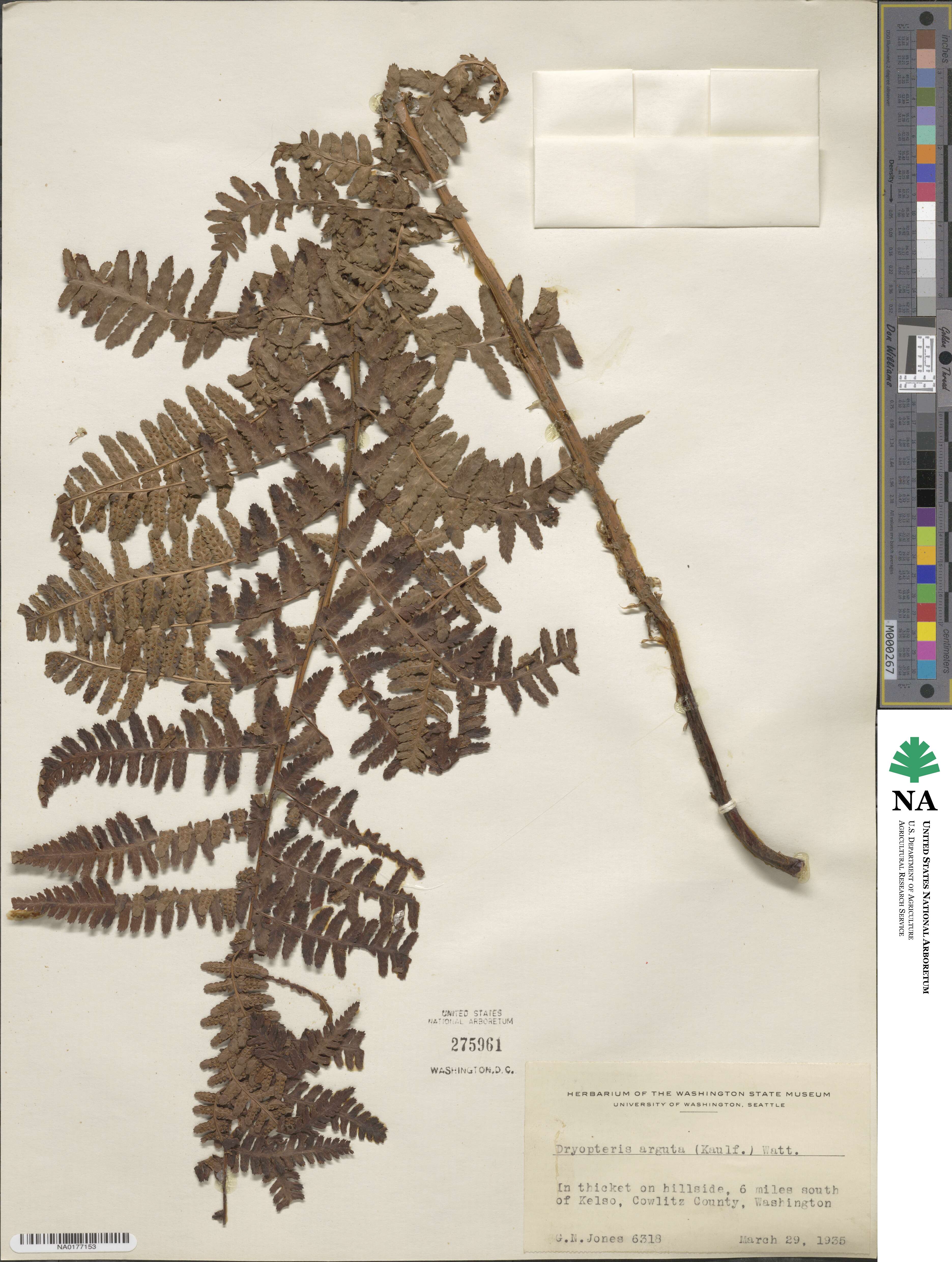 Dryopteris arguta image