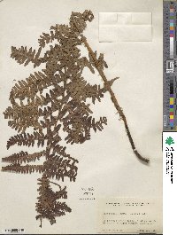 Dryopteris arguta image