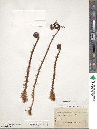 Dryopteris marginalis image