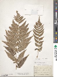 Dryopteris marginalis image