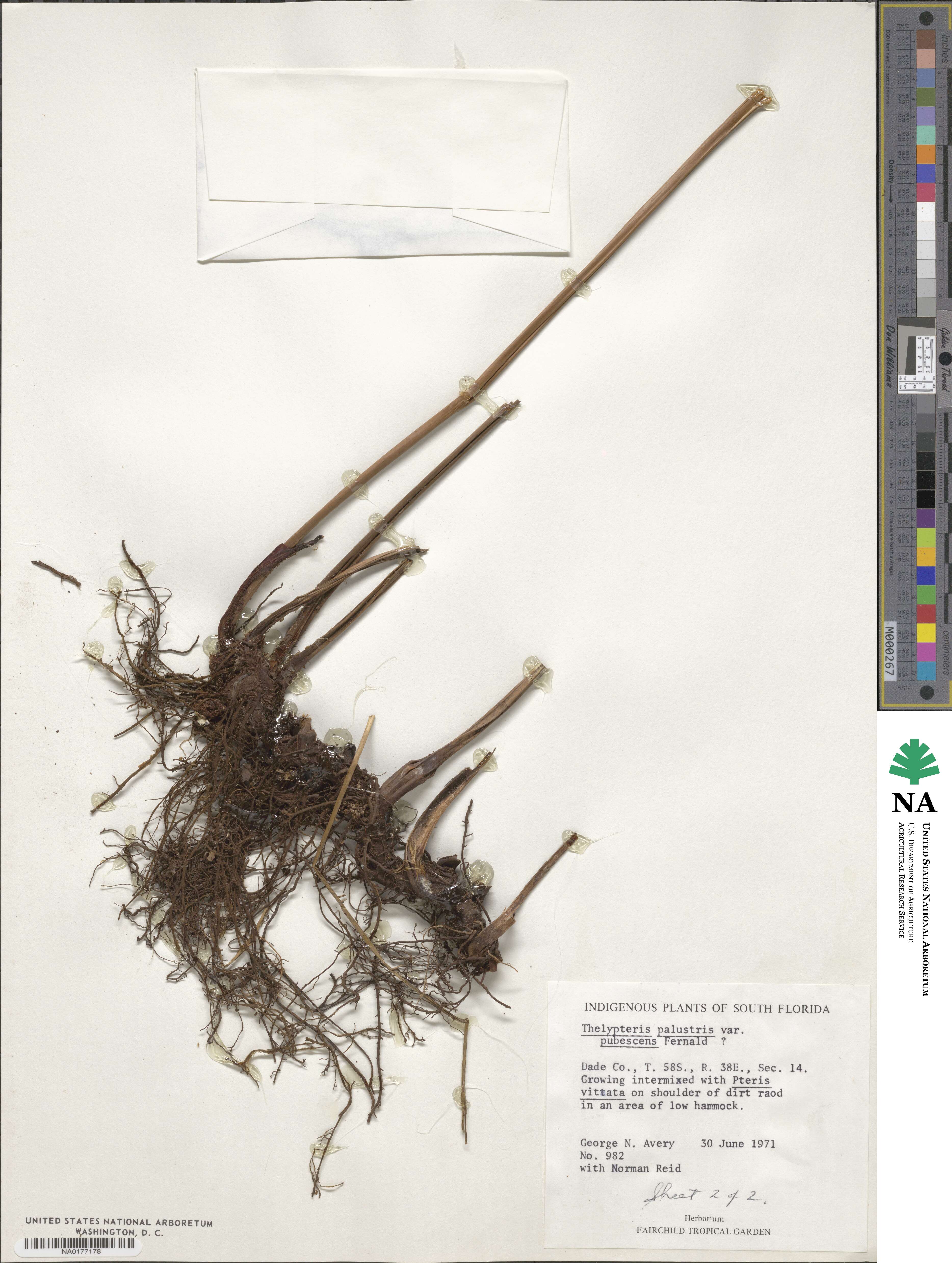 Thelypteris palustris subsp. pubescens image