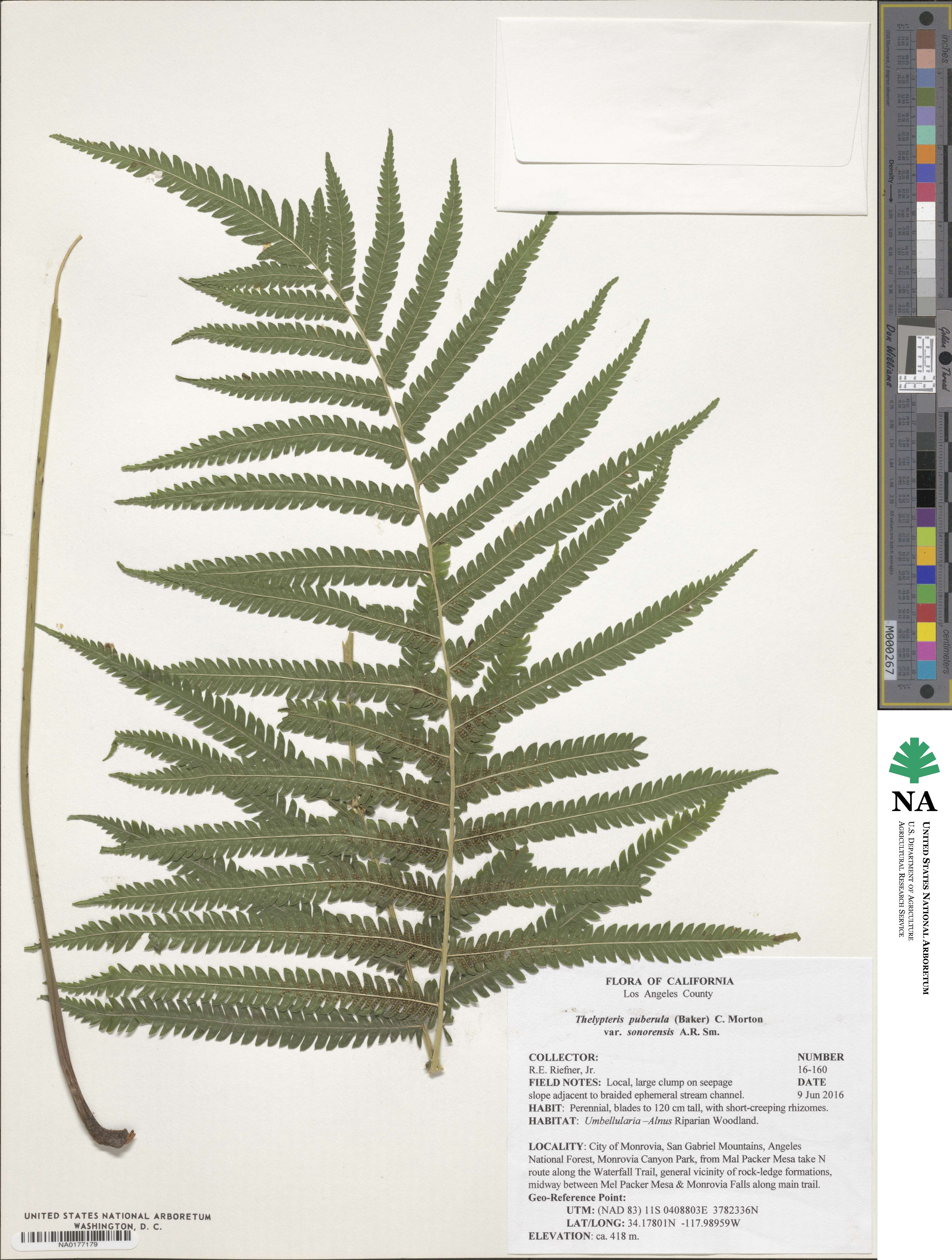 Pelazoneuron puberulum var. sonorense image