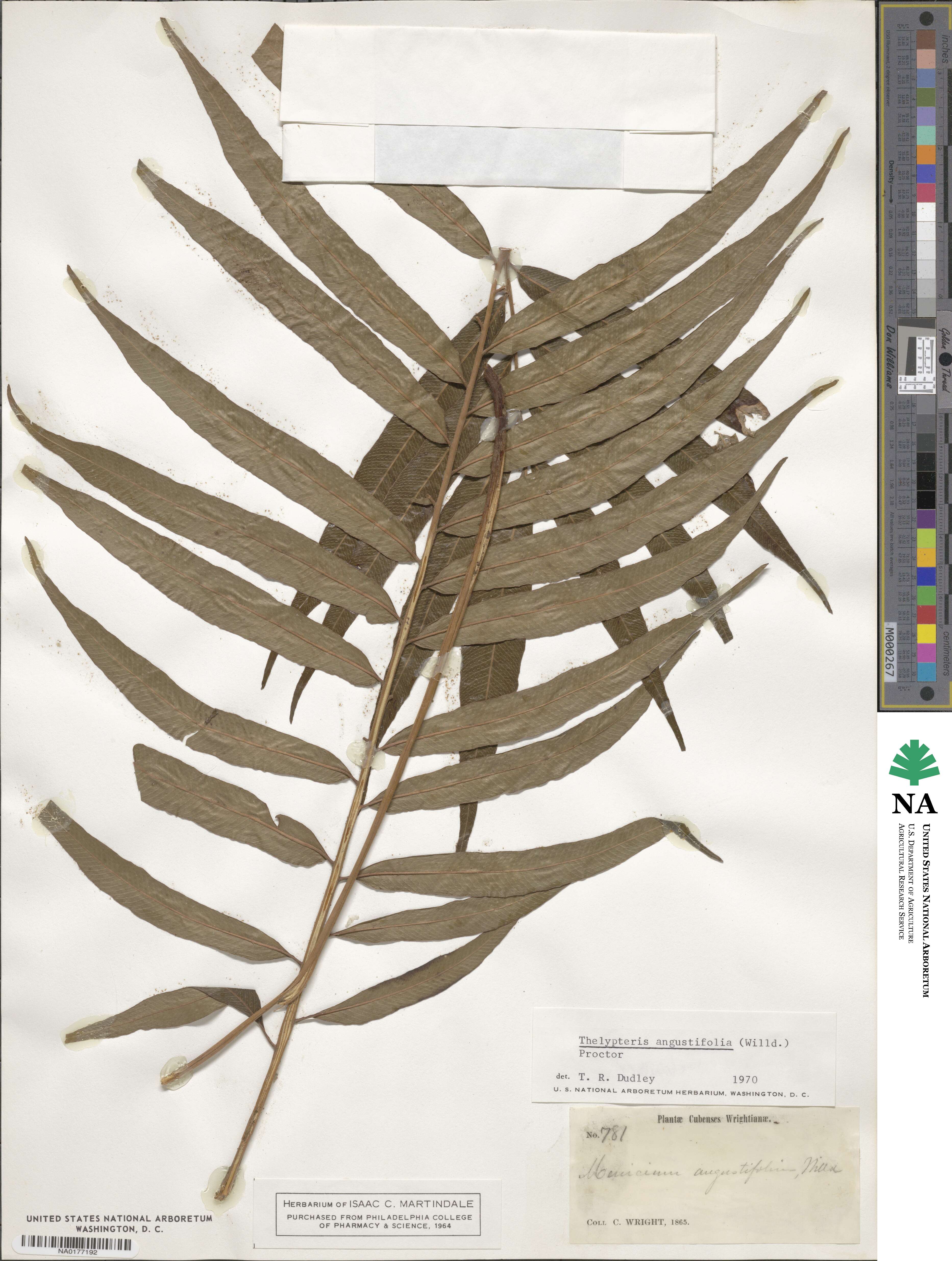 Meniscium angustifolium image