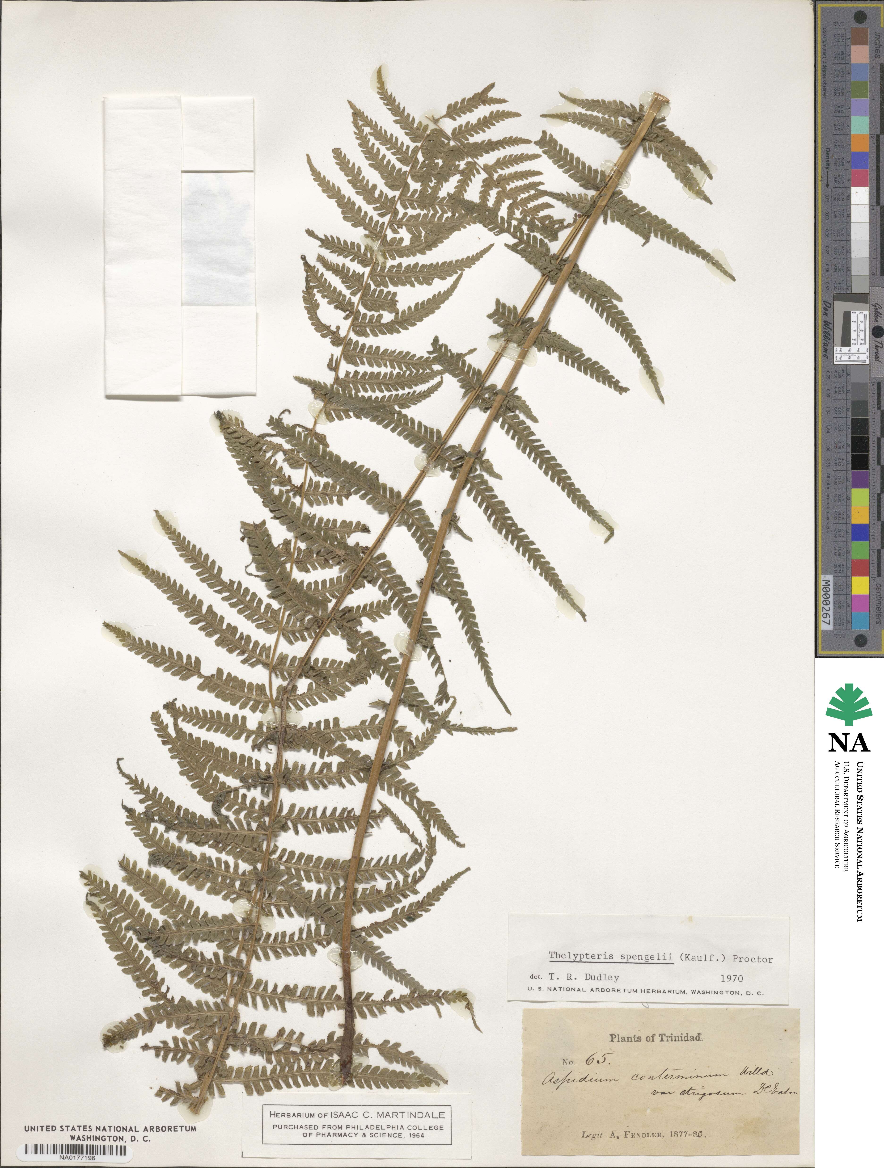 Amauropelta balbisii image