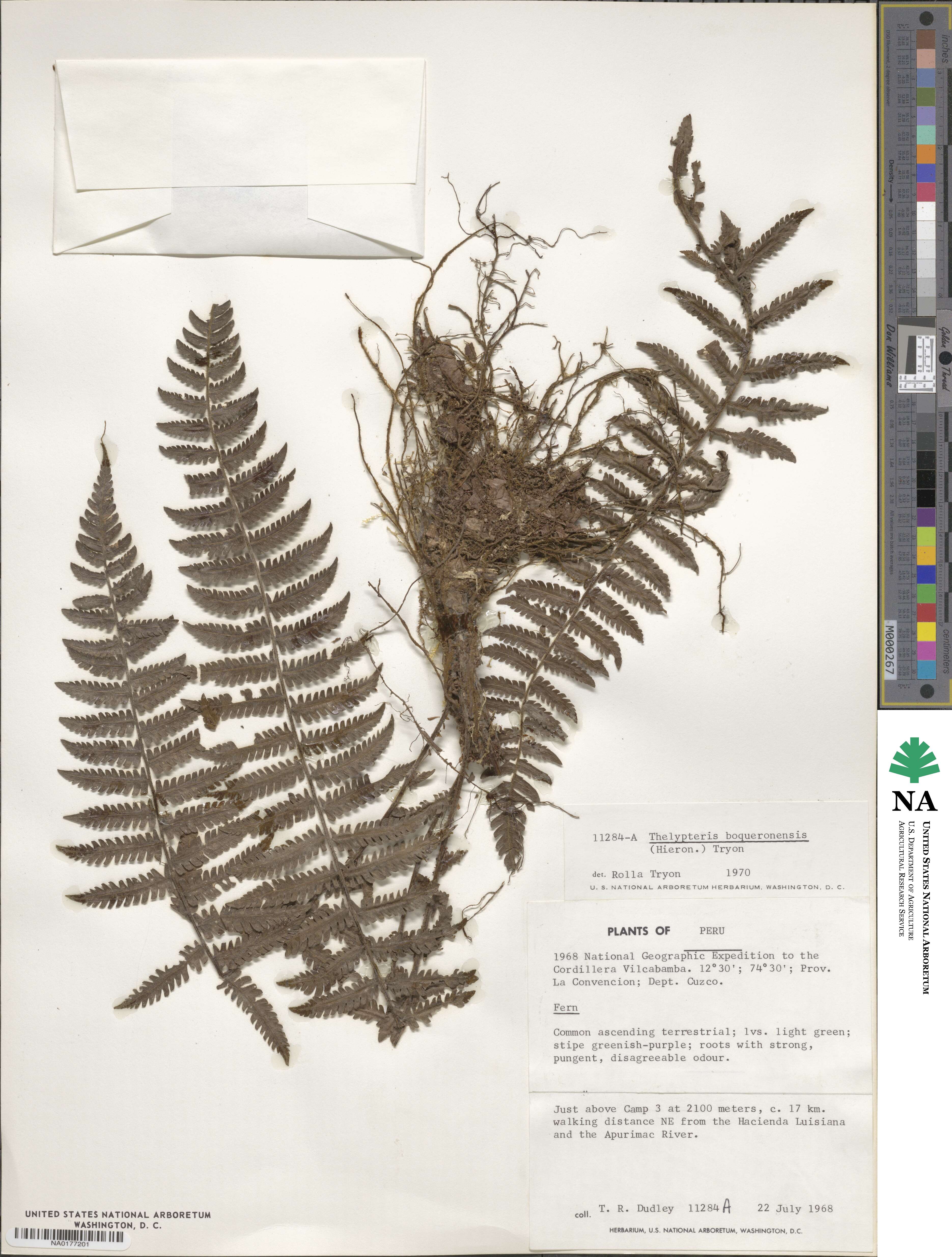 Amauropelta rudis image