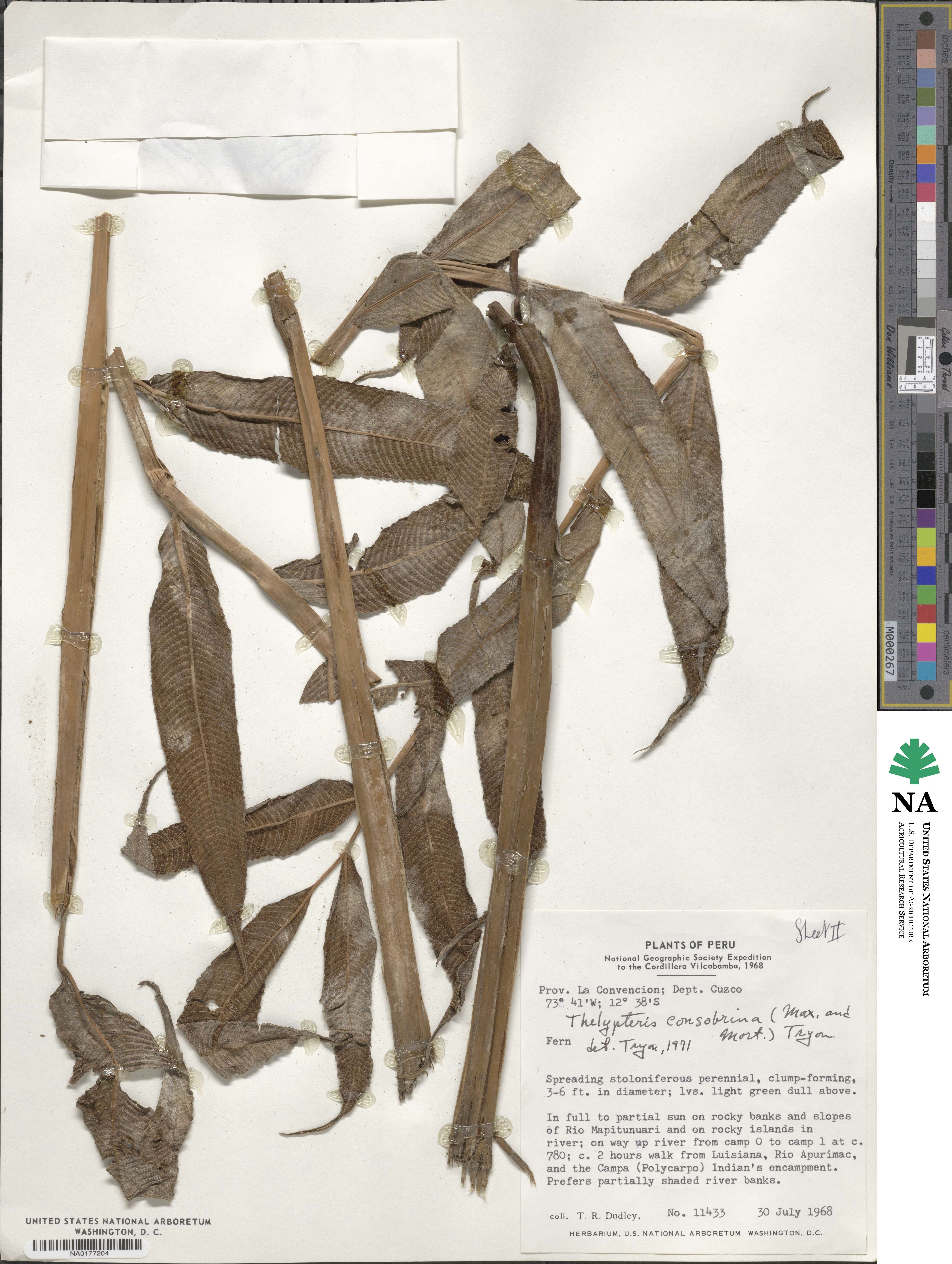 Meniscium consobrinum image
