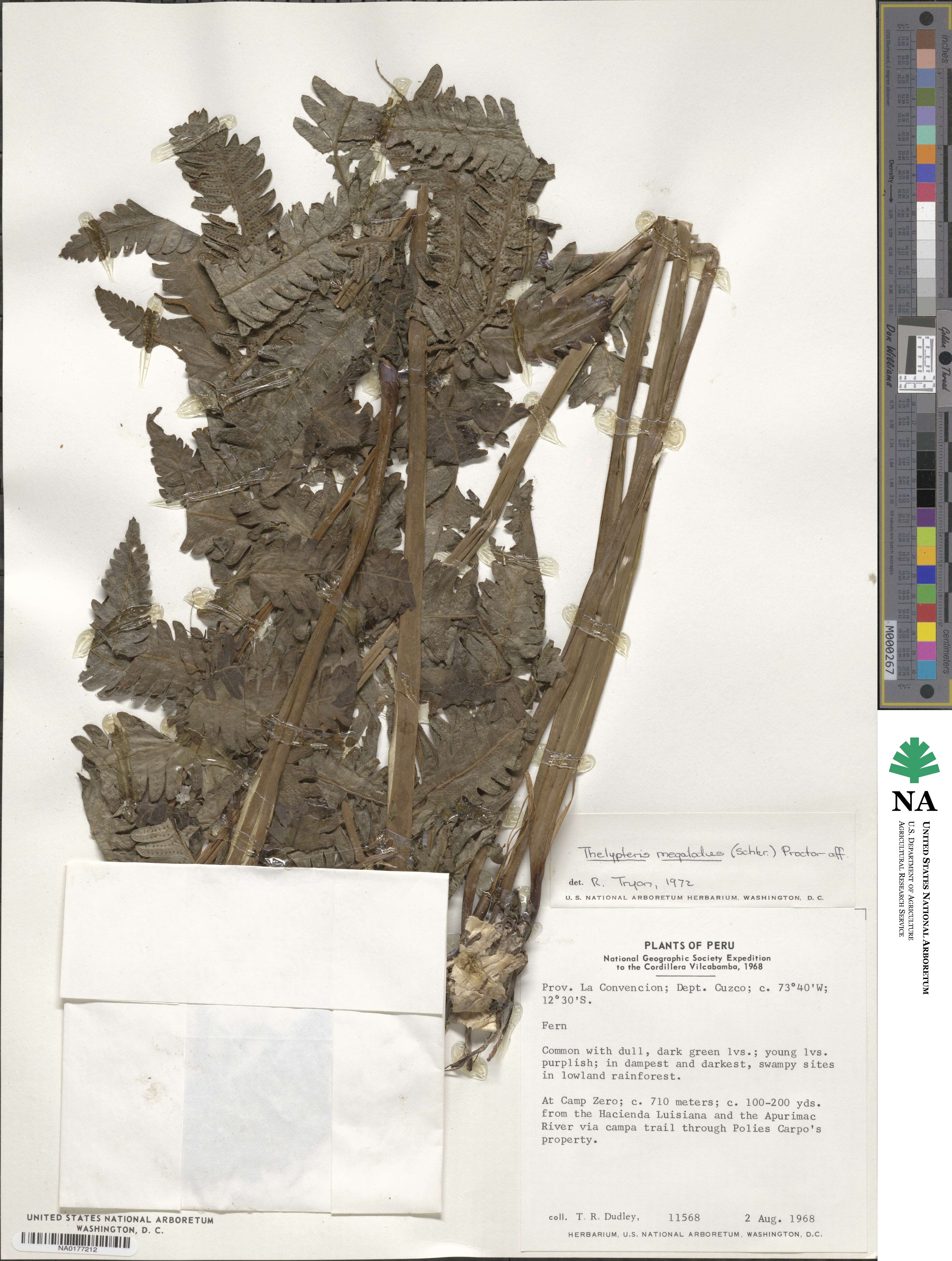 Goniopteris pennata image