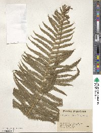Pelazoneuron patens image