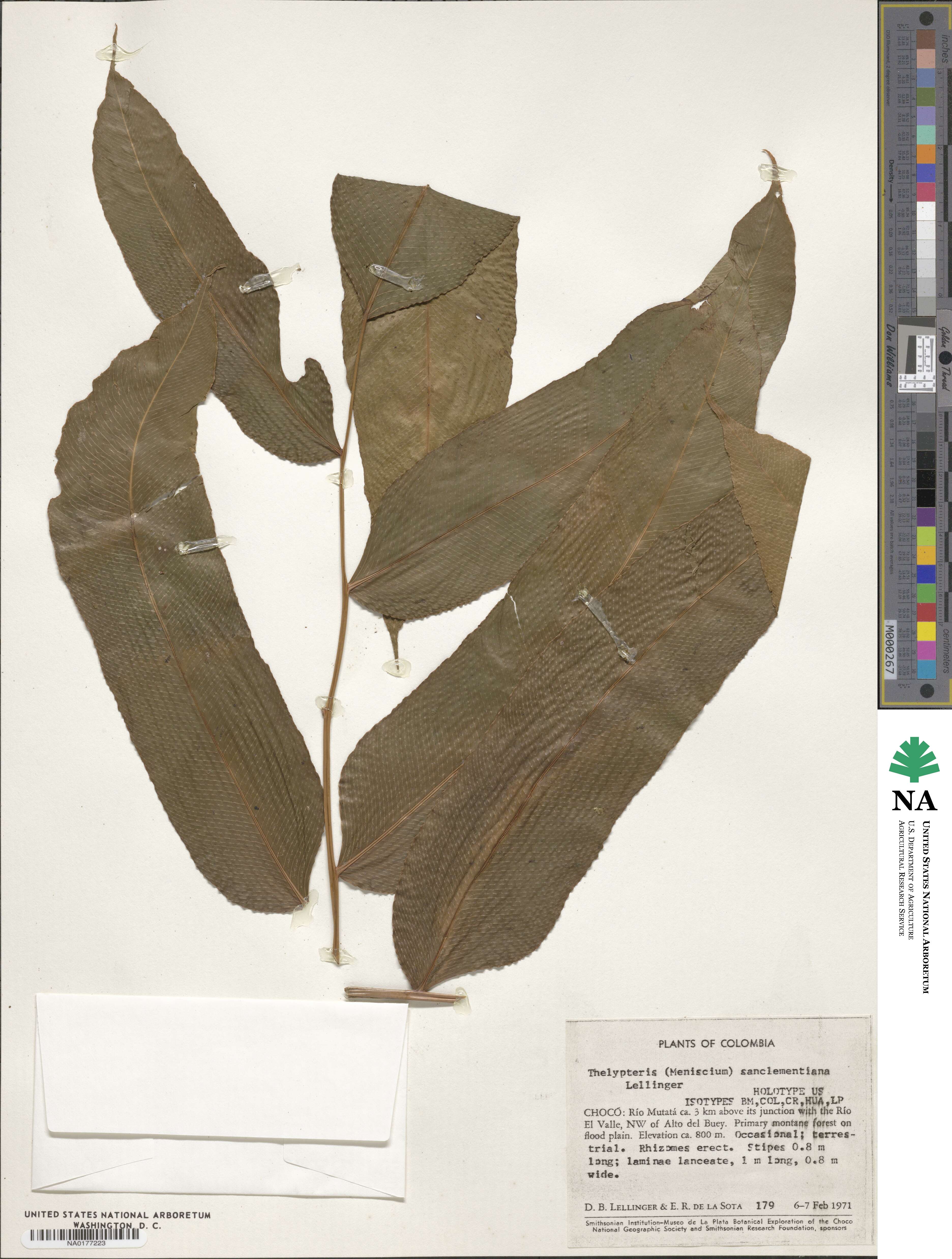 Meniscium andreanum image