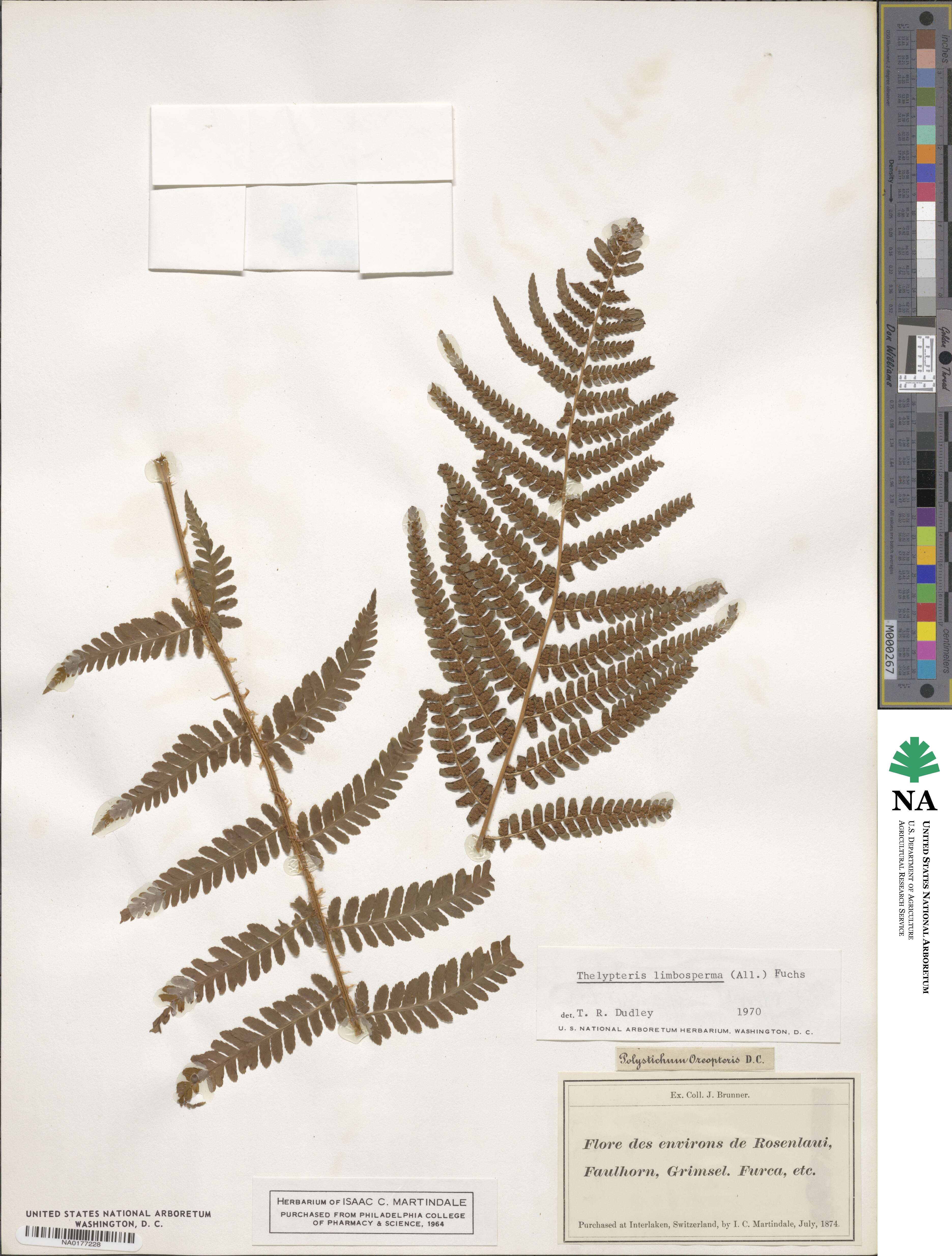 Oreopteris limbosperma image