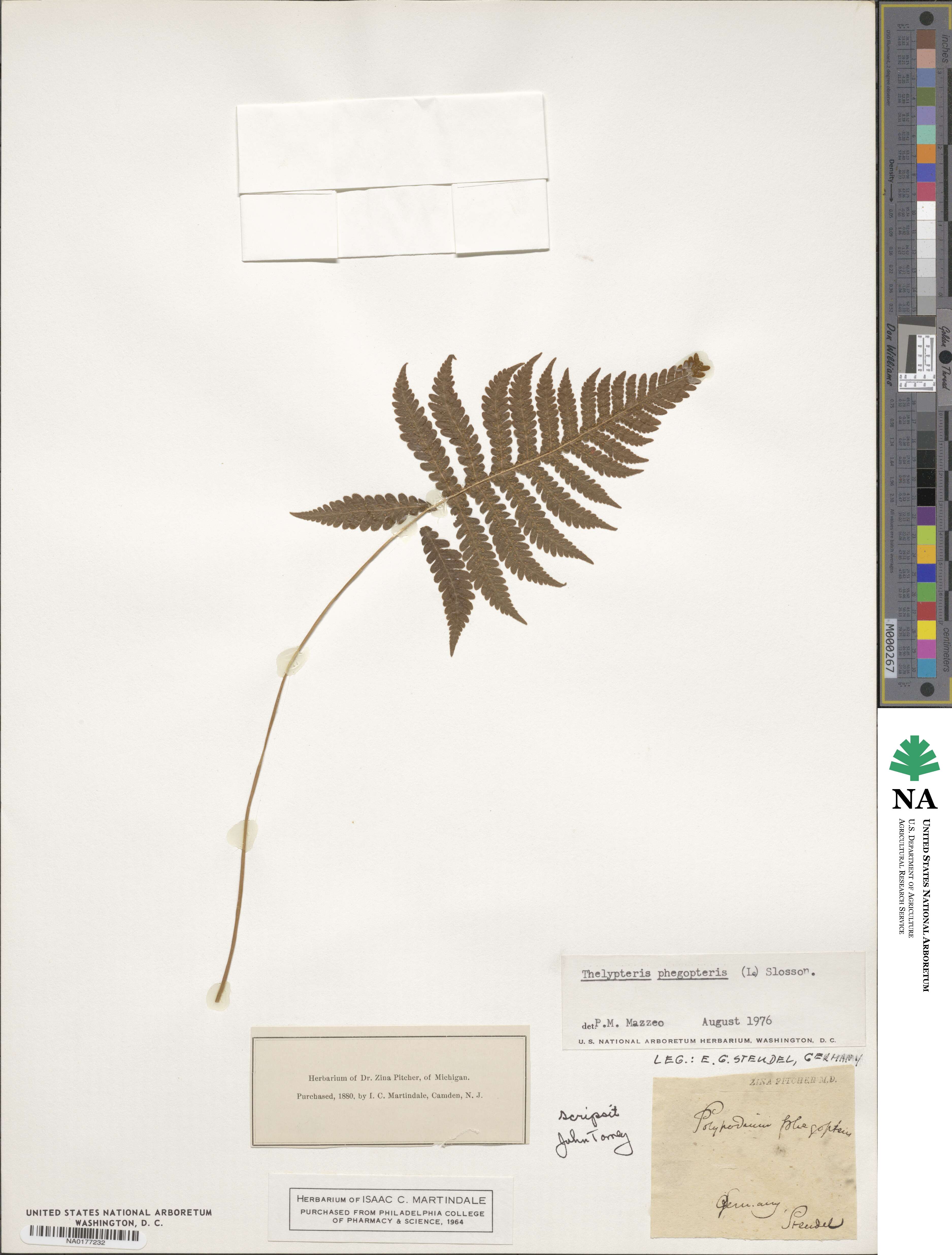 Phegopteris connectilis image