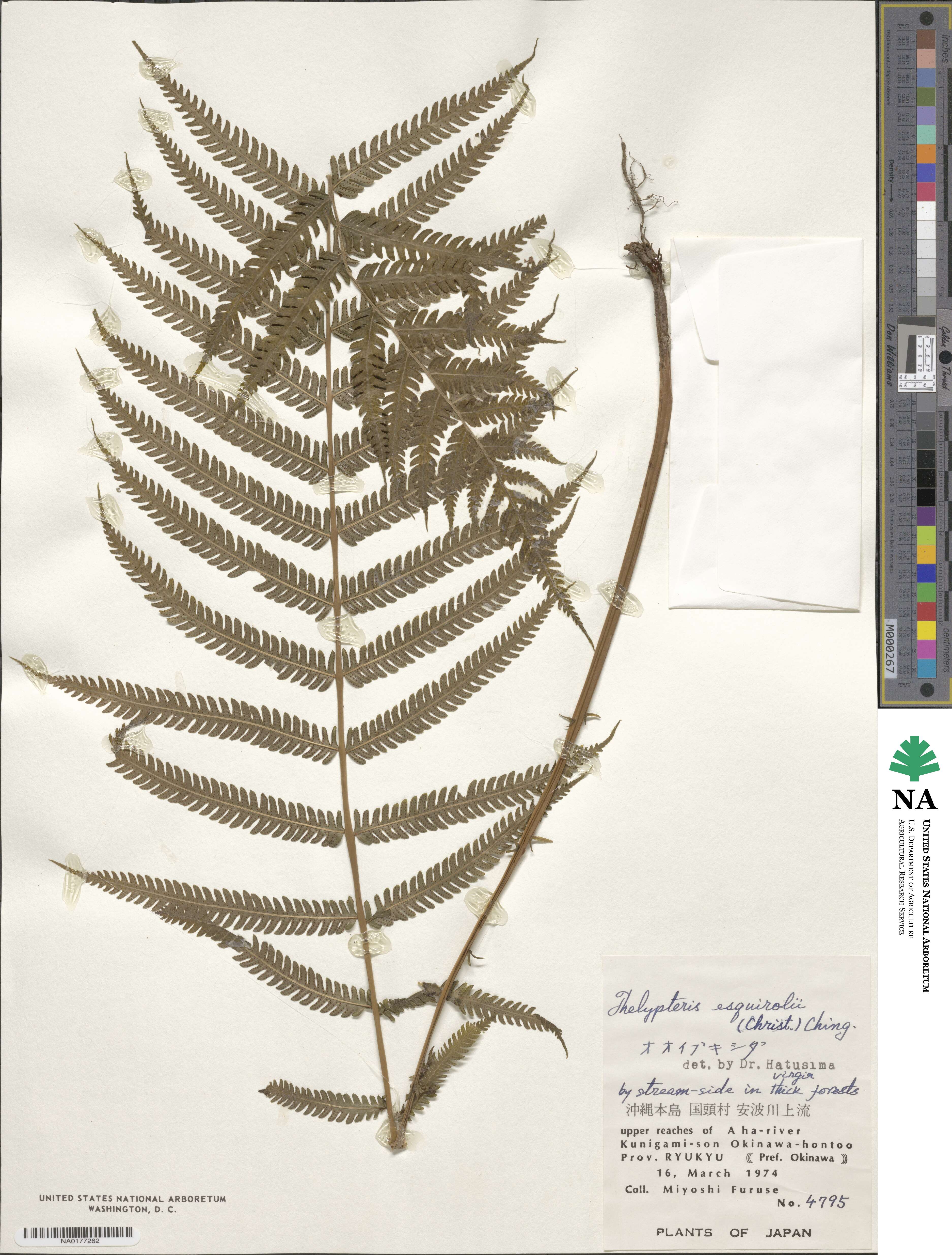 Pseudocyclosorus esquirolii image