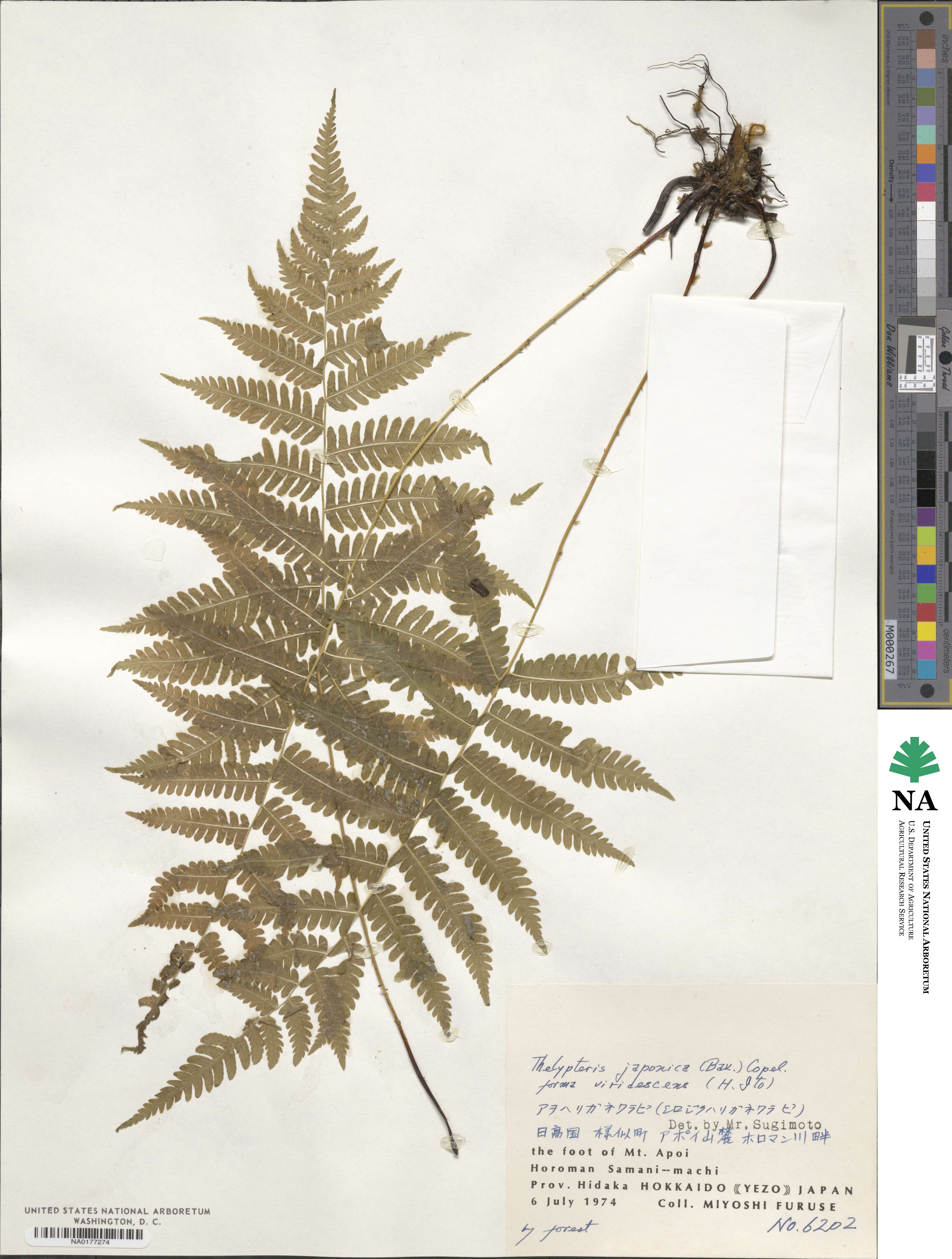 Coryphopteris japonica image