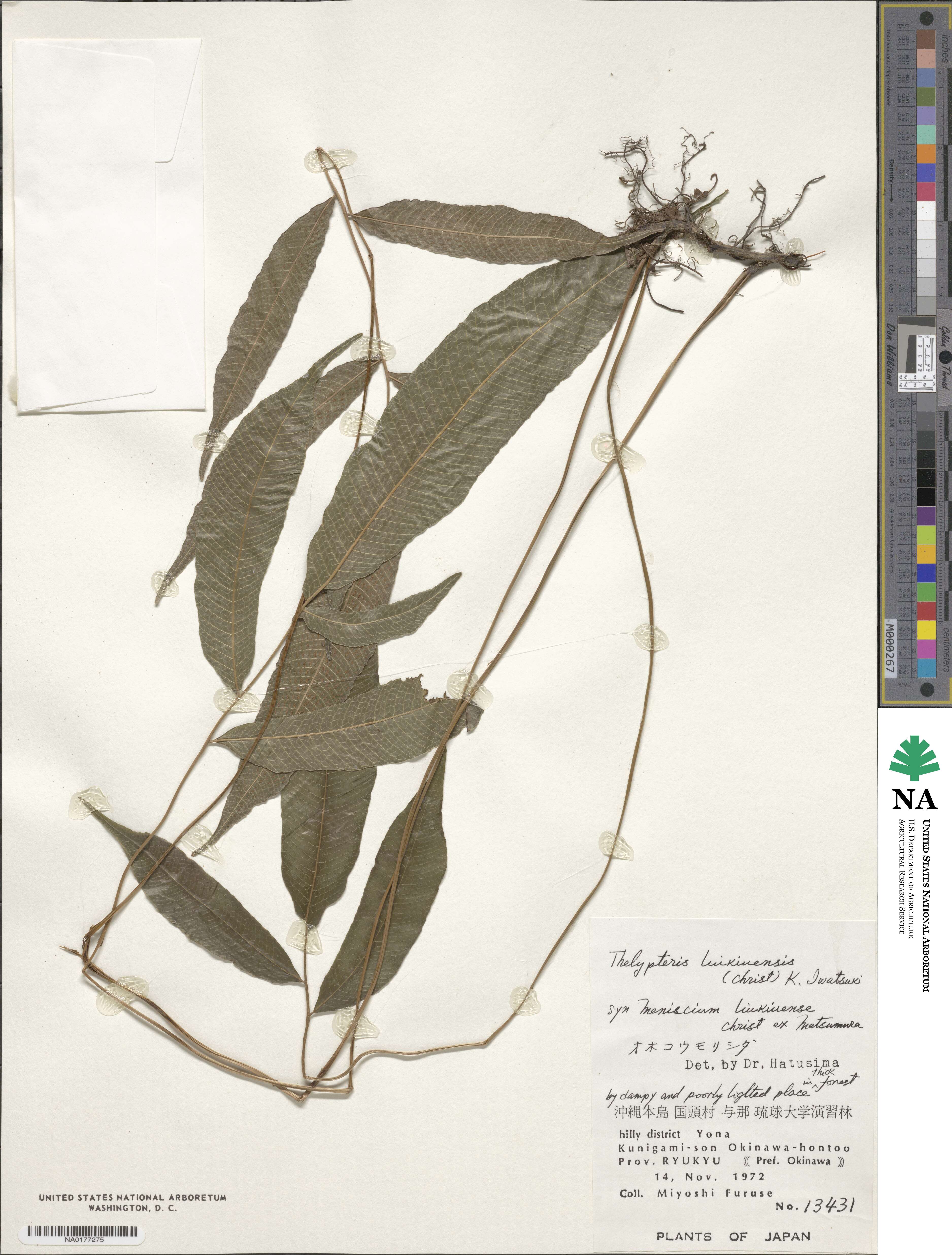 Grypothrix ramosii image