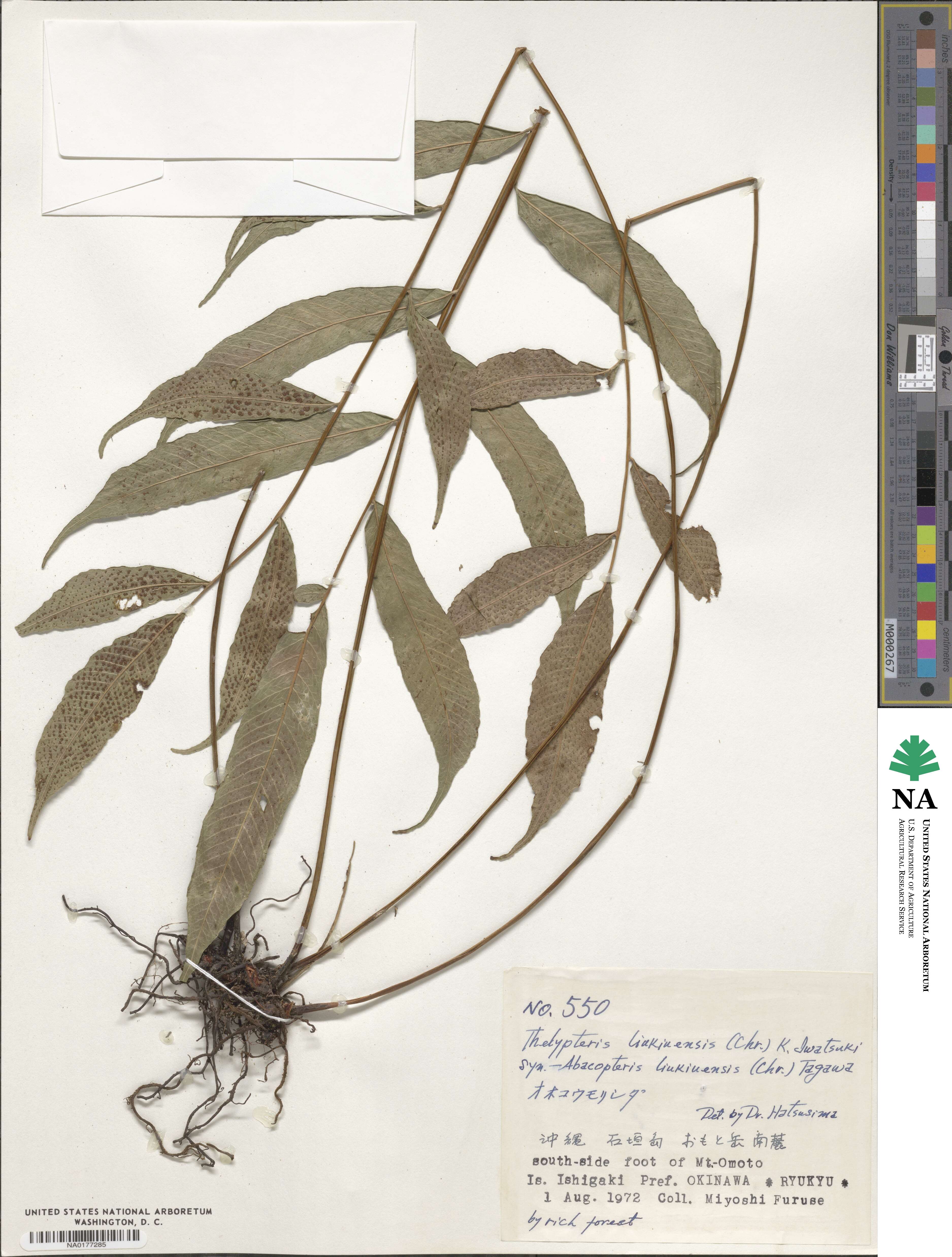 Grypothrix ramosii image