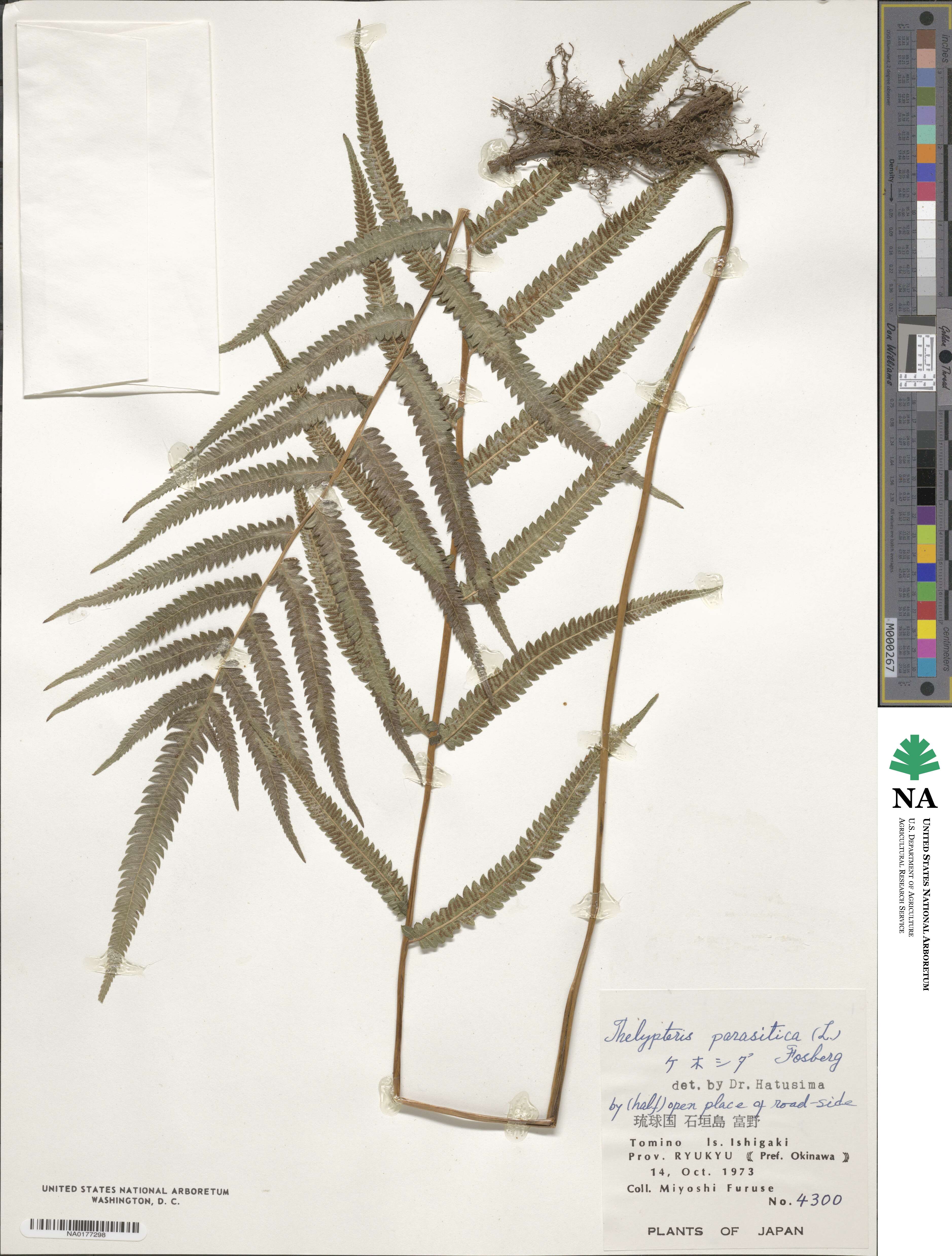 Christella parasitica image