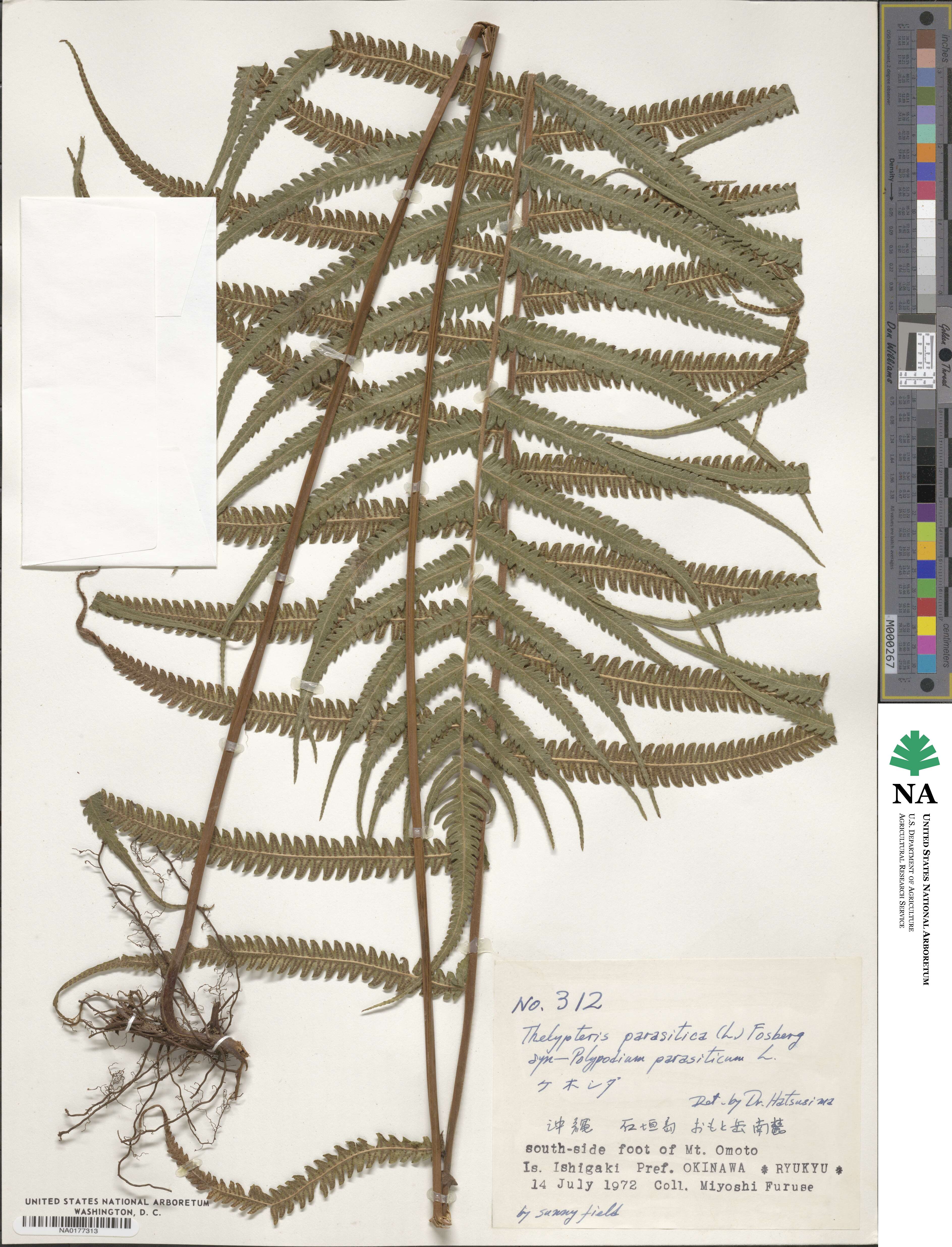 Christella parasitica image