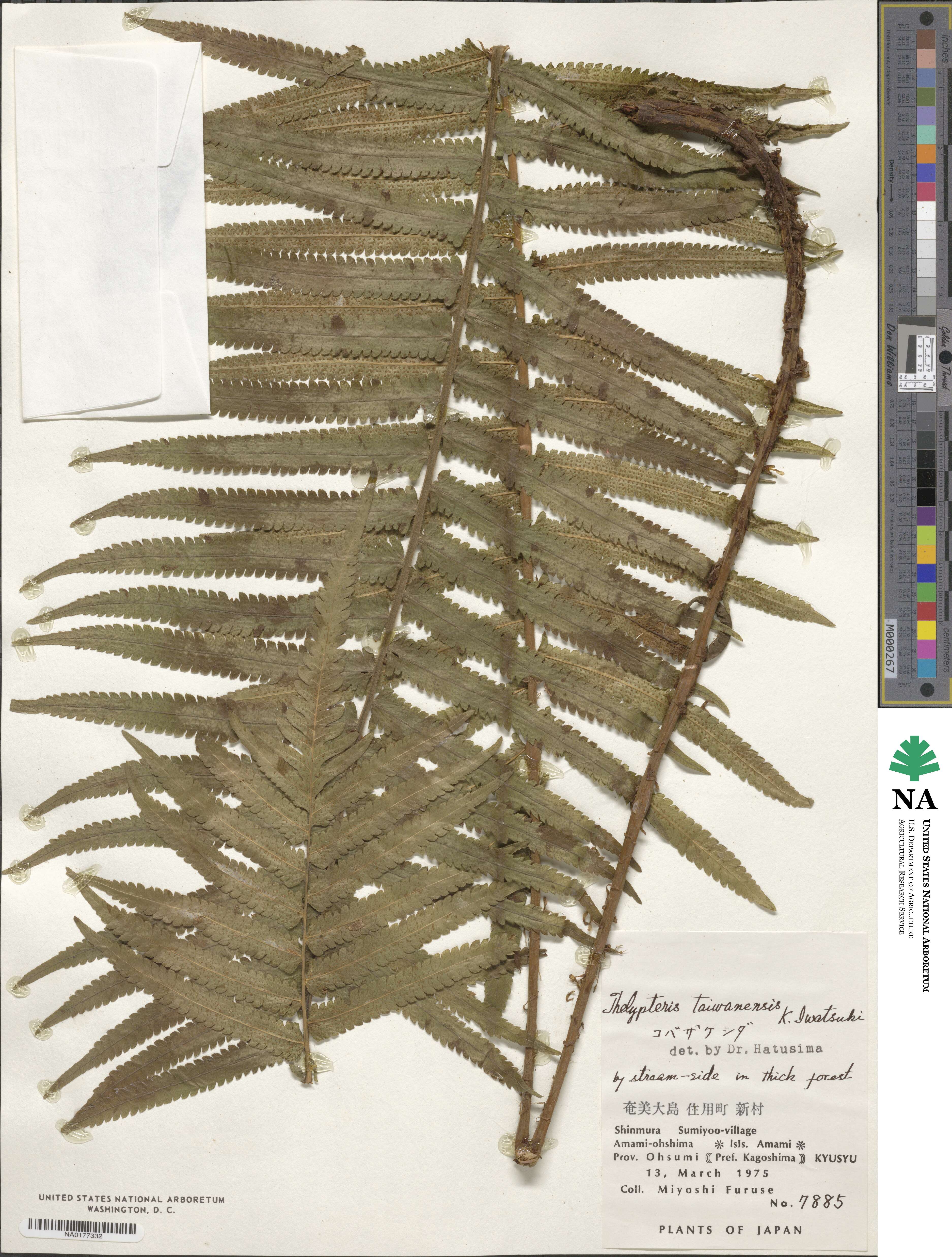 Sphaerostephanos taiwanensis image