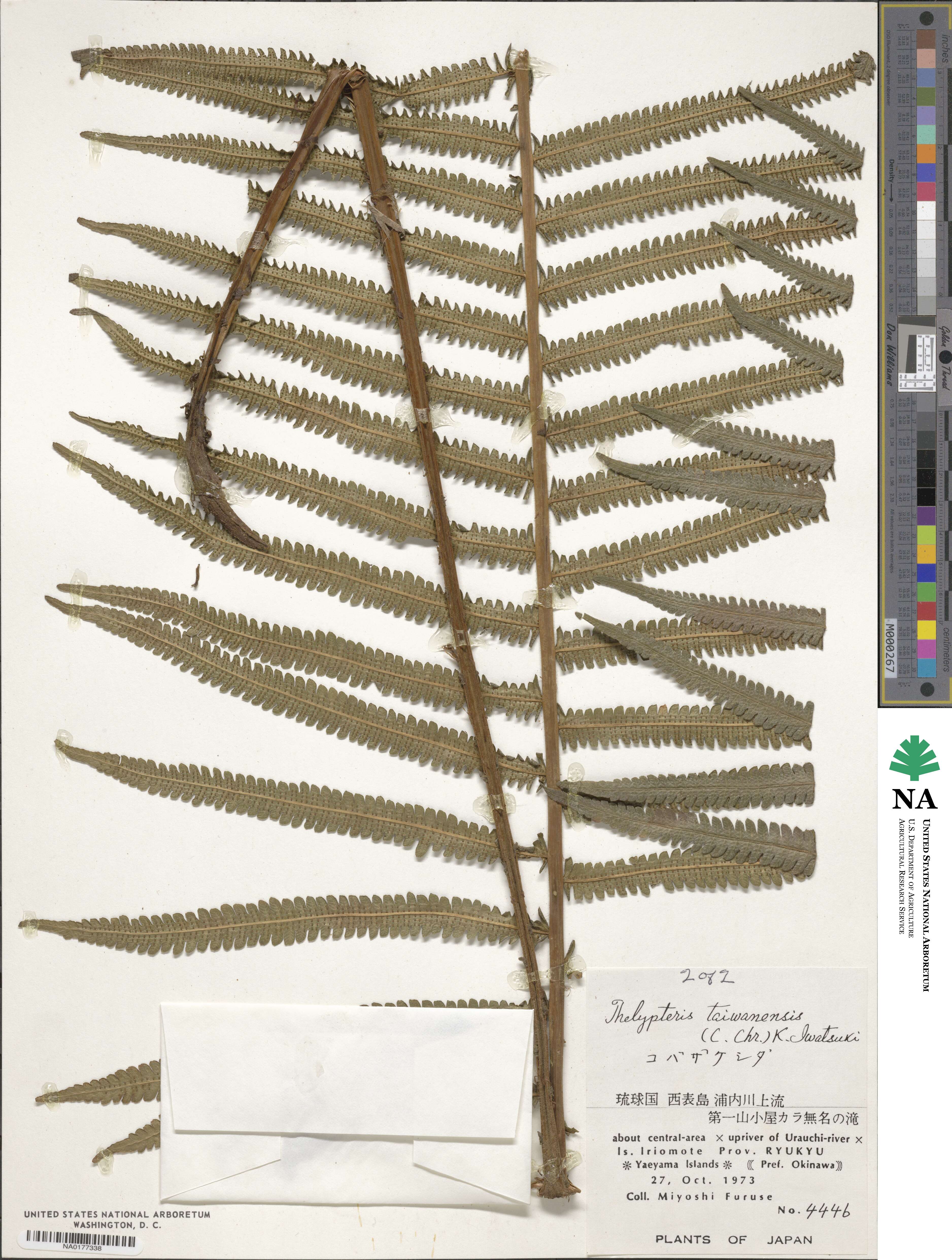 Thelypteridaceae image