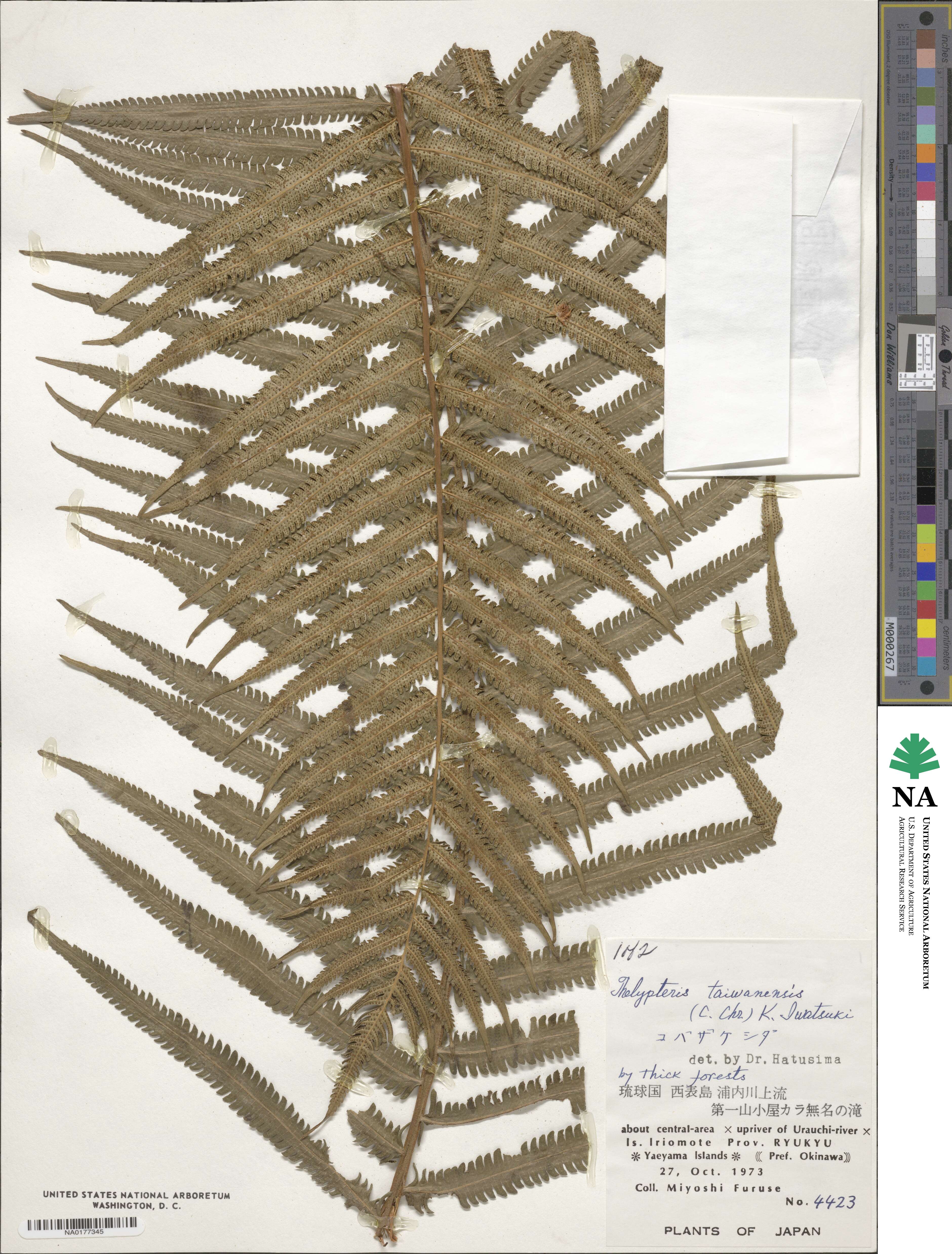 Sphaerostephanos taiwanensis image