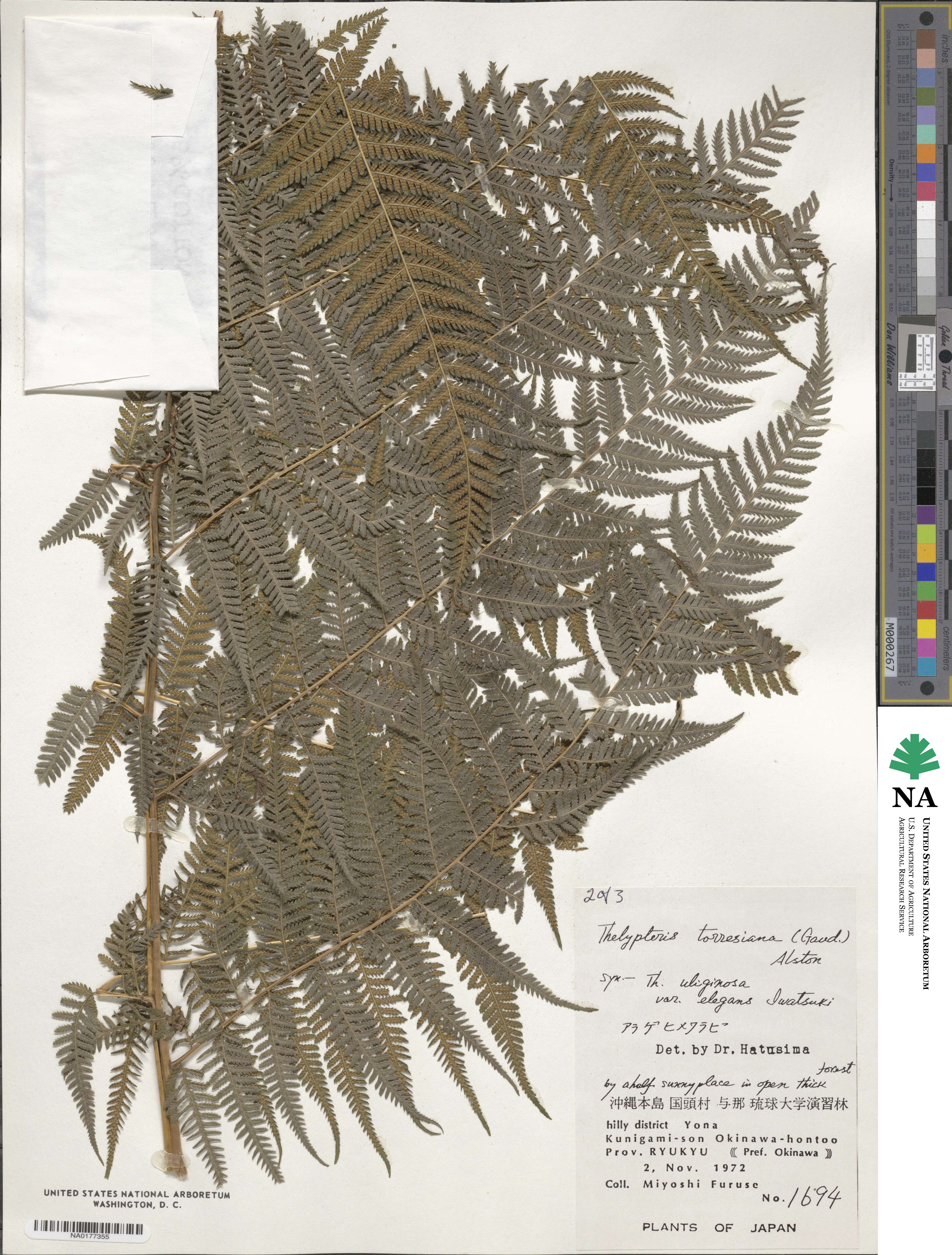 Macrothelypteris torresiana image