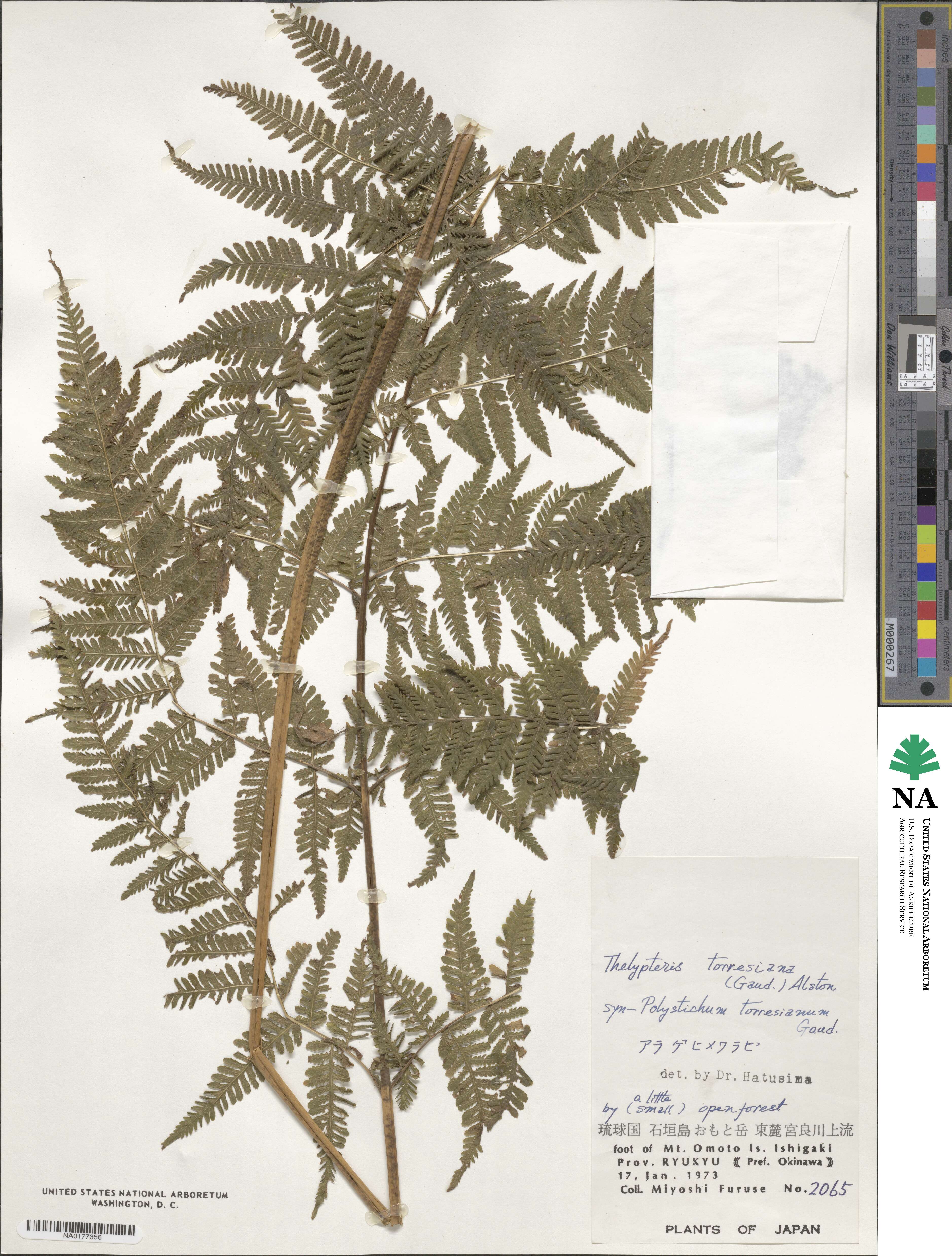 Macrothelypteris torresiana image